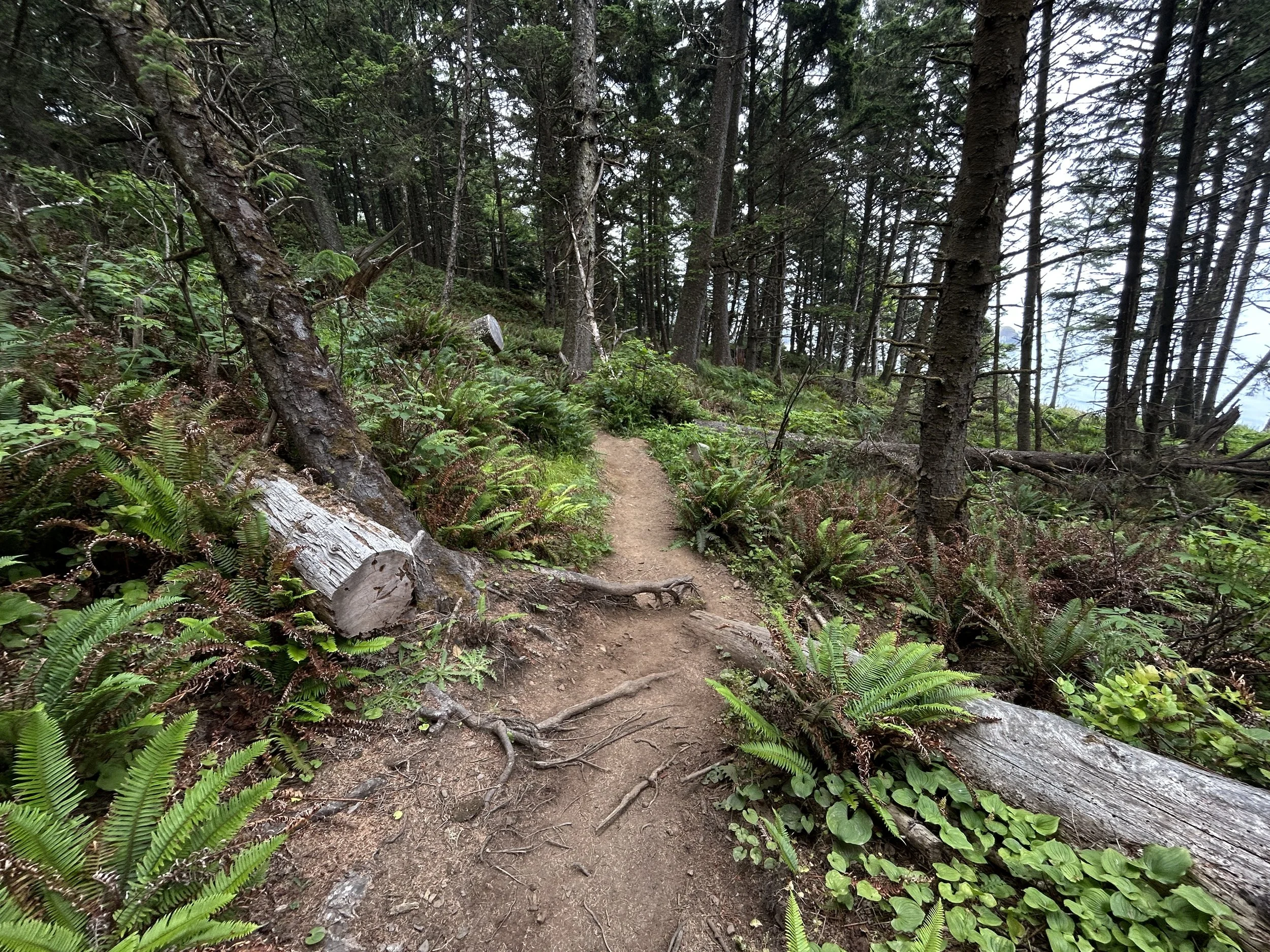 Hiking the Crescent Beach Trail on the Oregon Coast — noahawaii