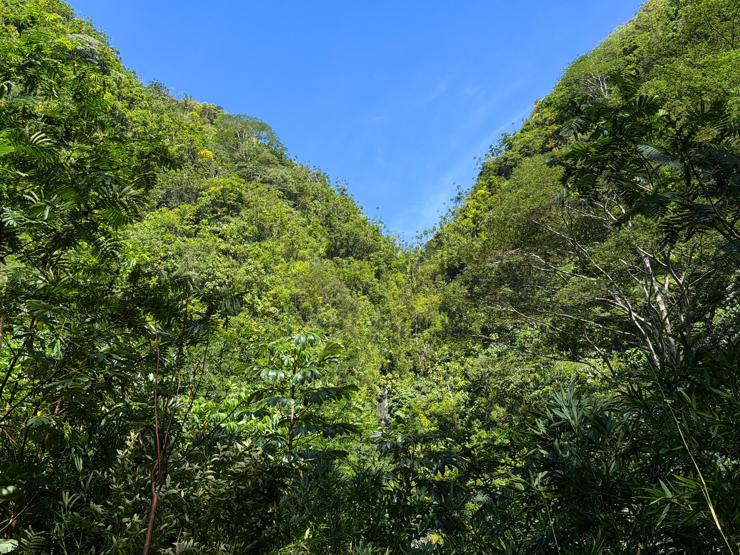 Manoa Falls Trail Oahu Hawaii