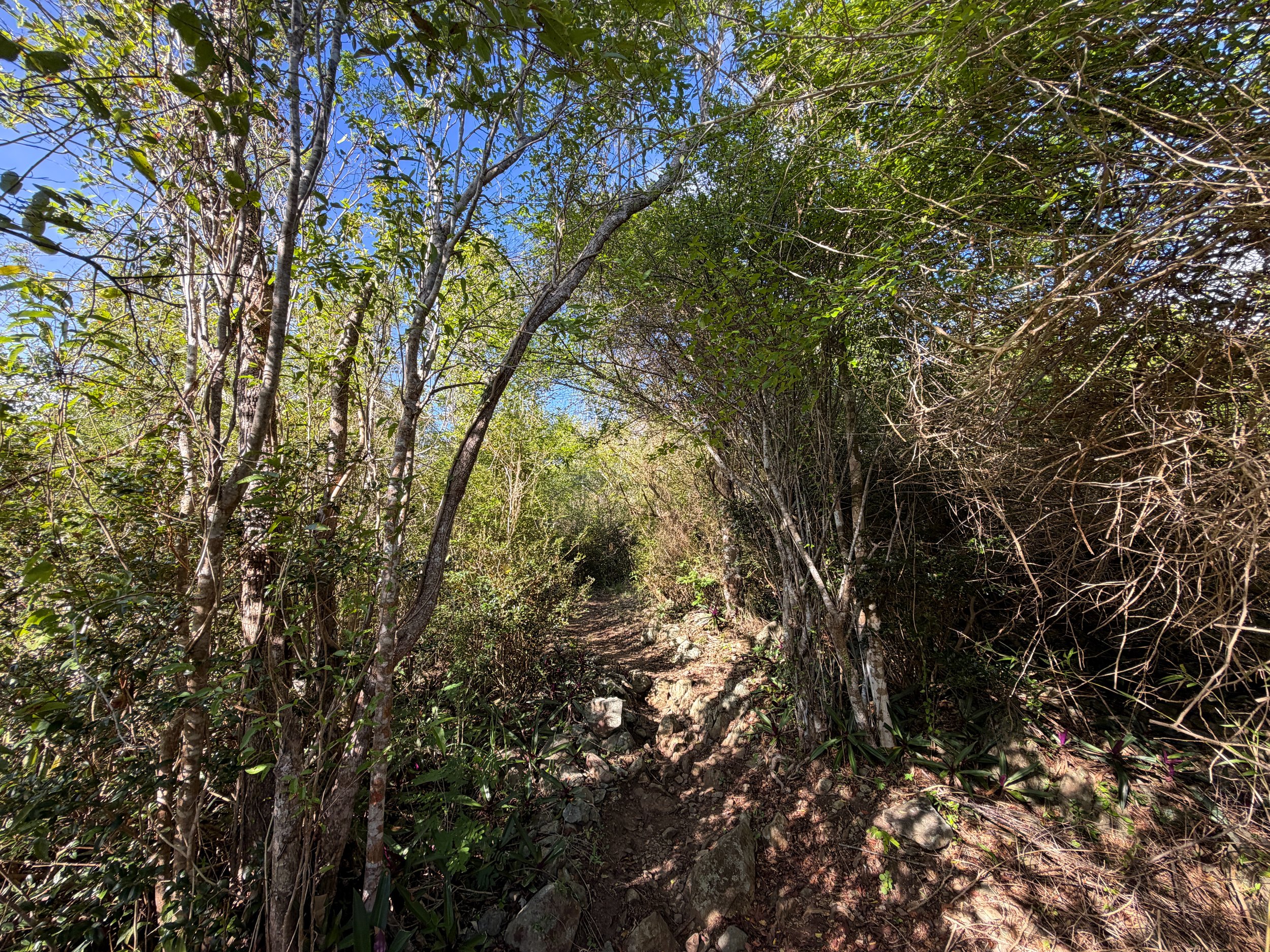 Caneel Hill Spur Trail Virgin Islands National Park