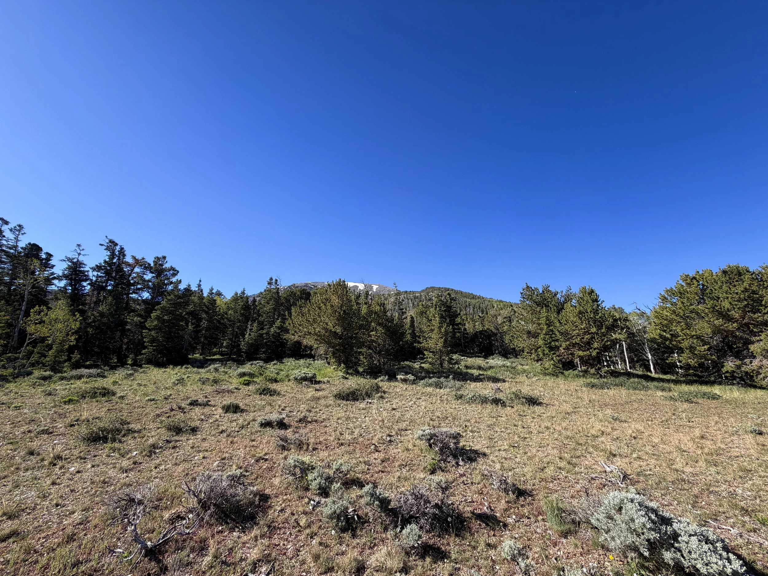 End of Upper Strawberry Creek Trail Great Basin National Park Nevada