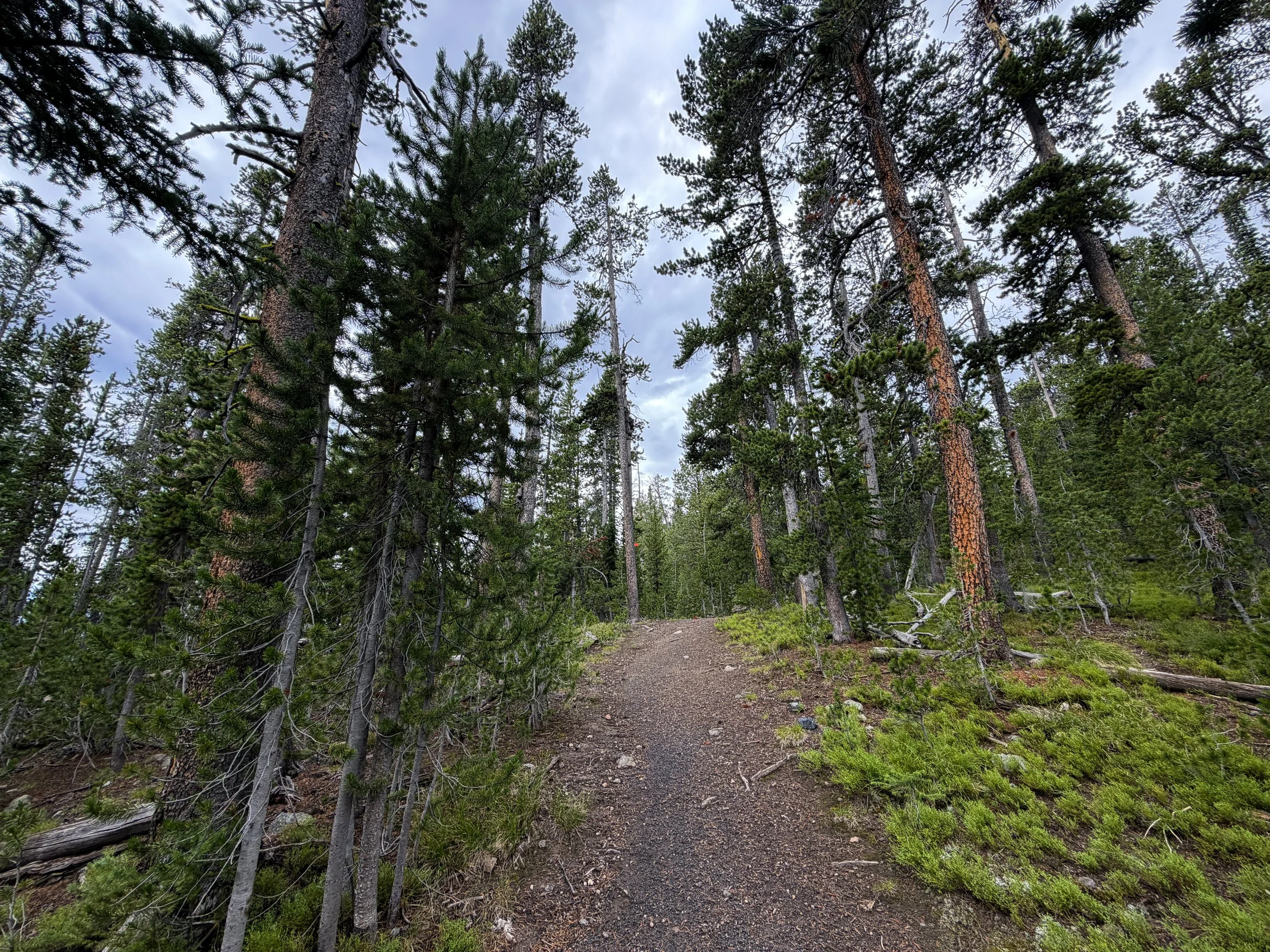 Divide Trail Yellowstone National Park Wyoming