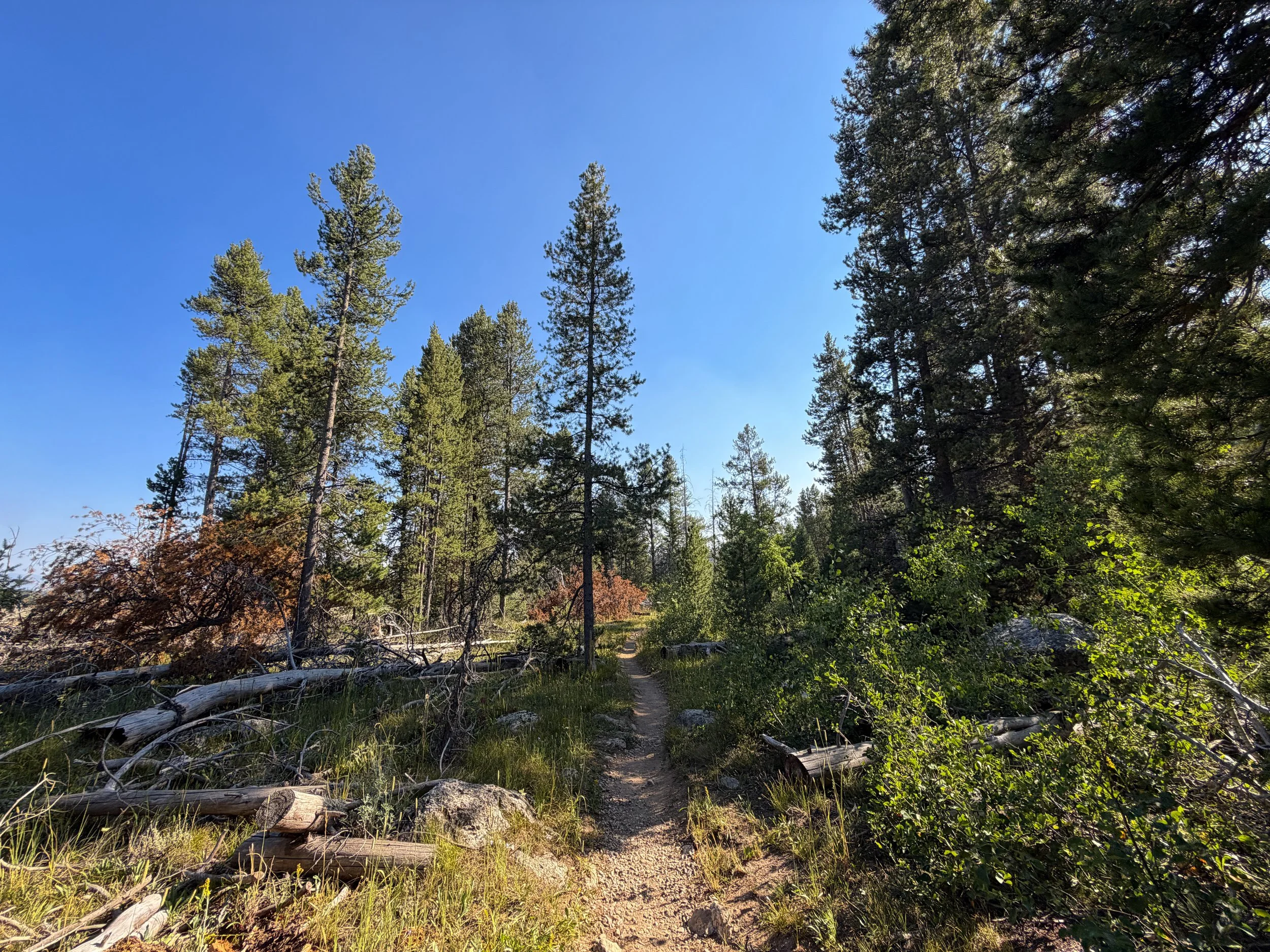 Moose Ponds Loop Trail Grand Teton National Park Wyoming
