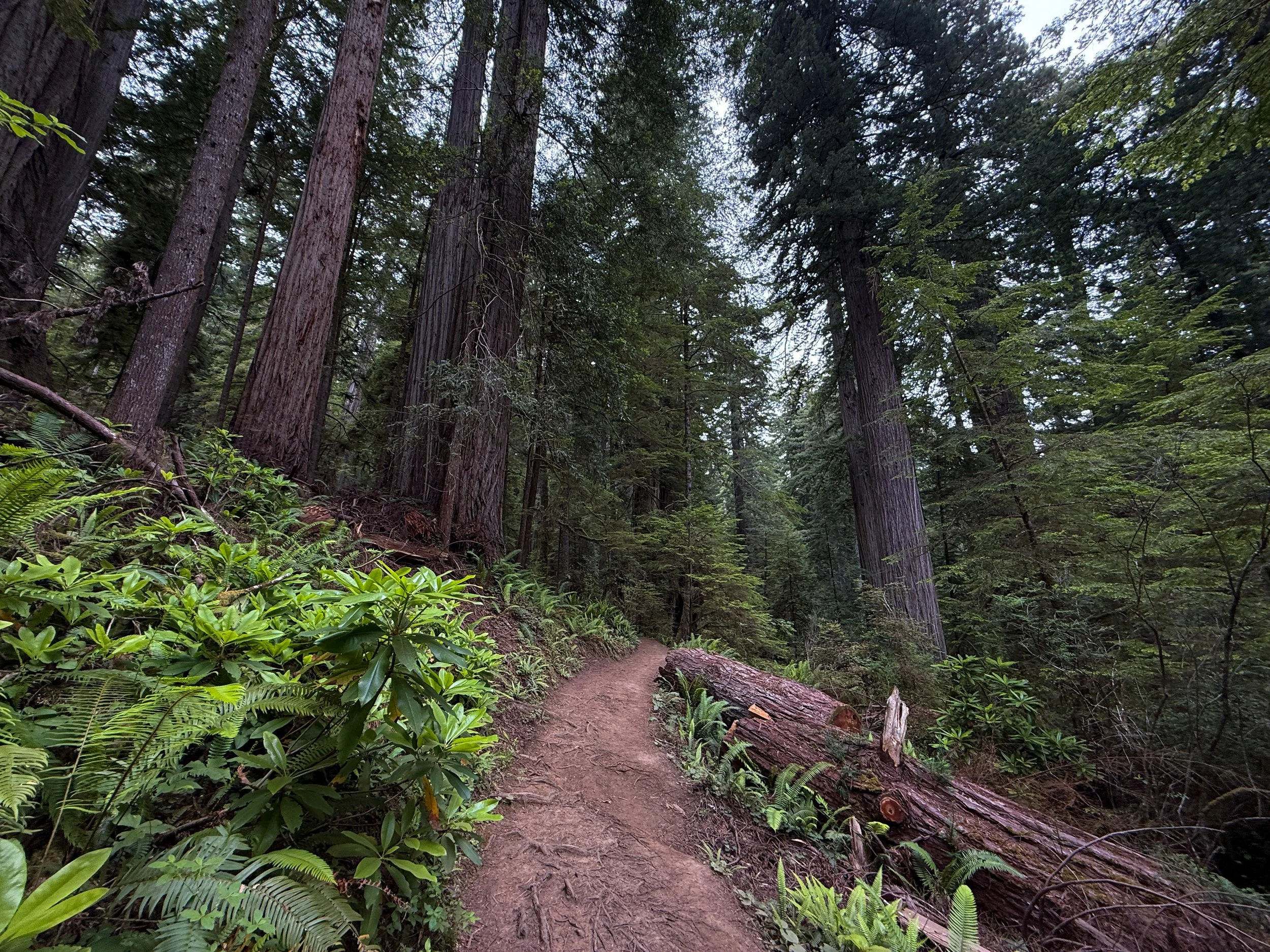 Boy Scout Tree Trail Jedediah Smith Redwoods State Park California