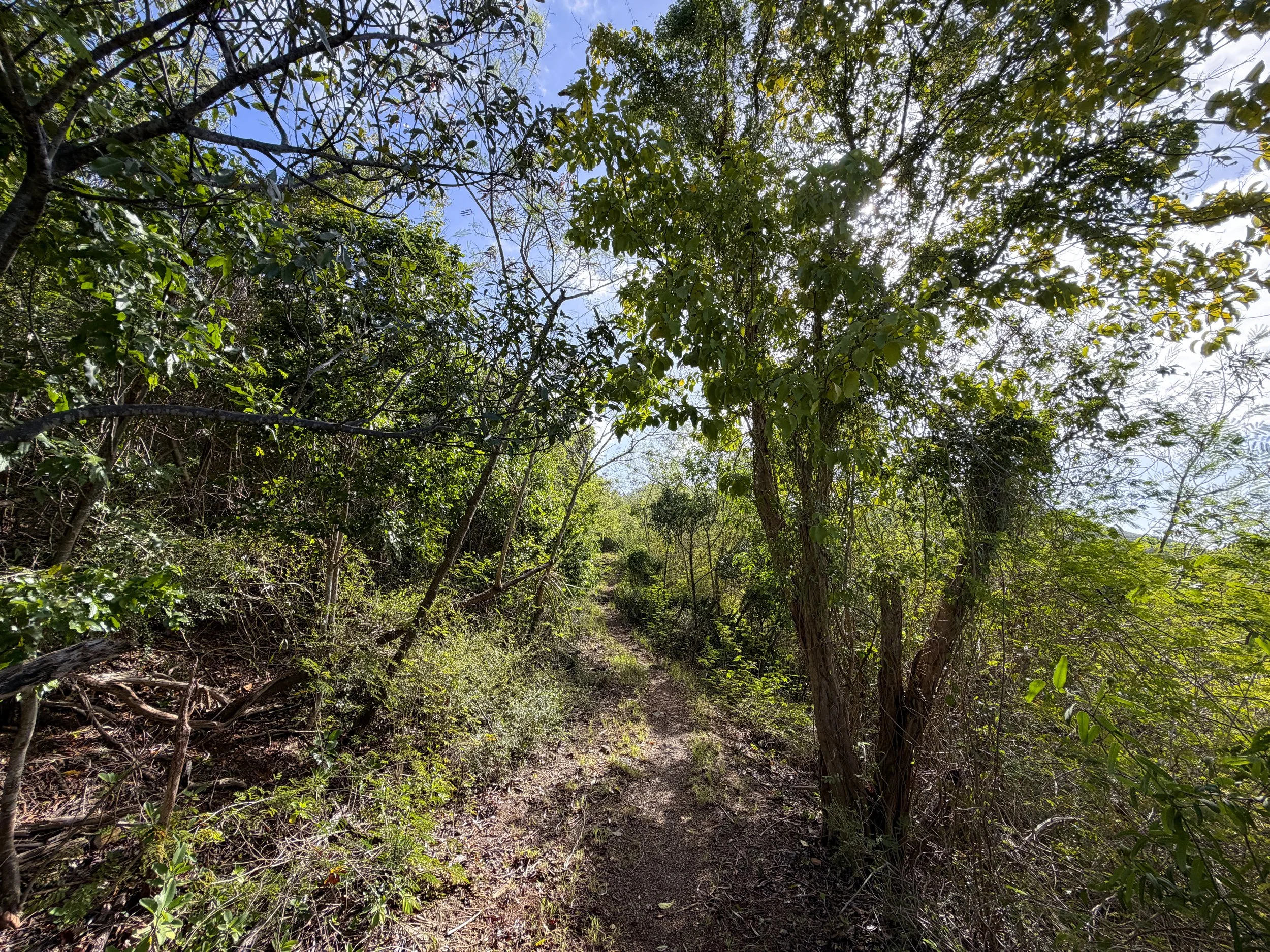 Bordeaux Mountain Trail Virgin Islands National Park