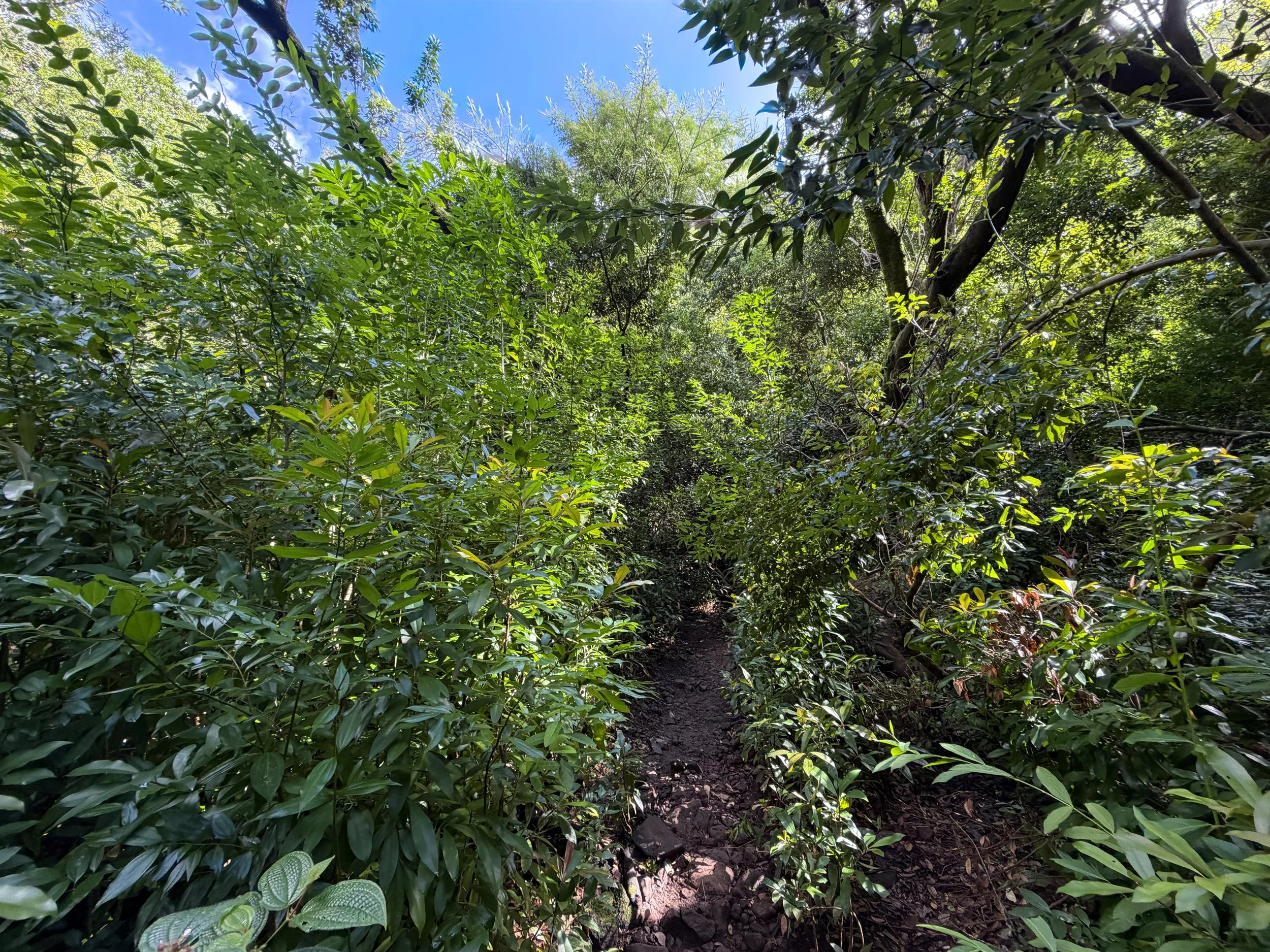 Lulumahu Falls Trail Oahu Hawaii