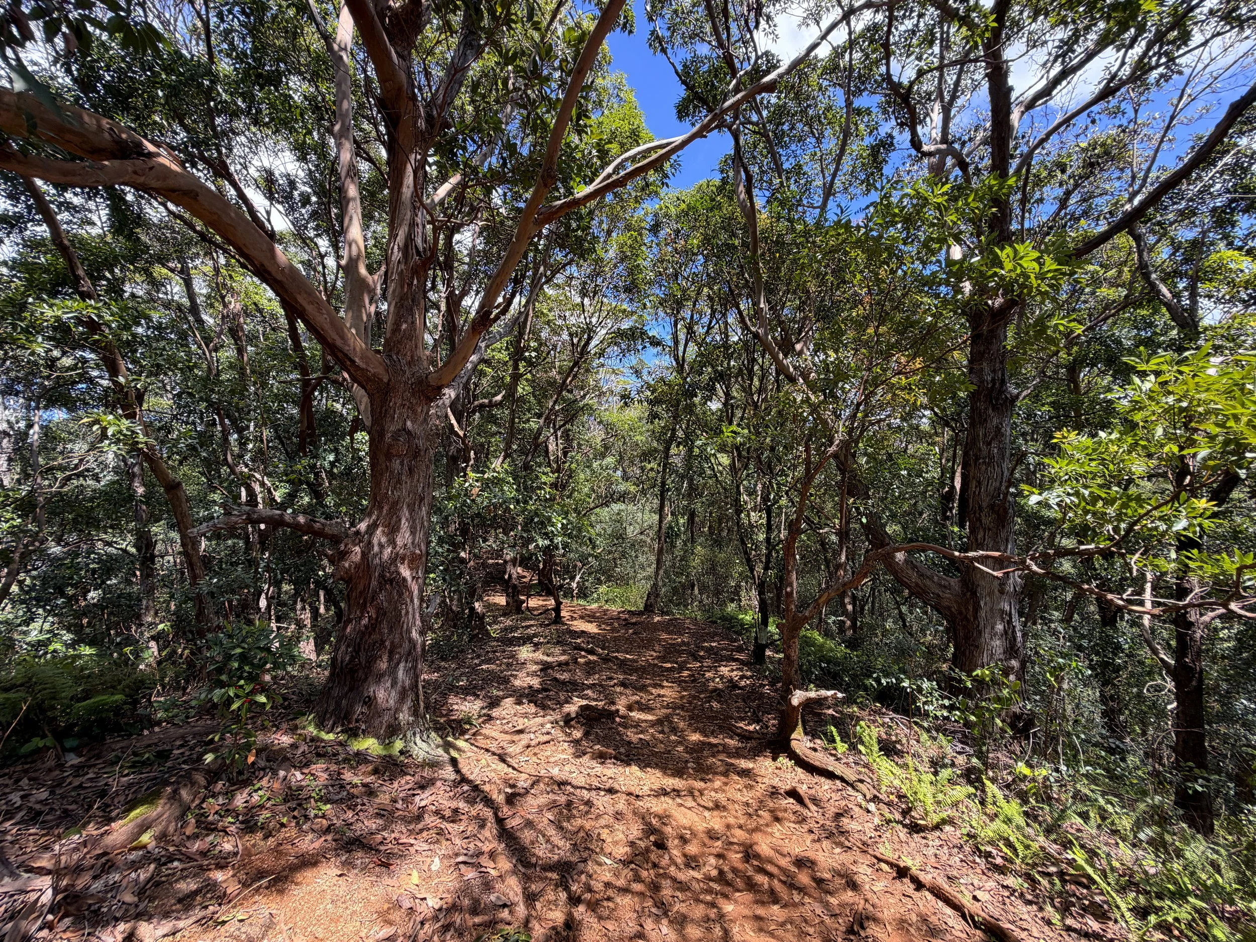 Waimano Pools Hike Oahu Hawaii