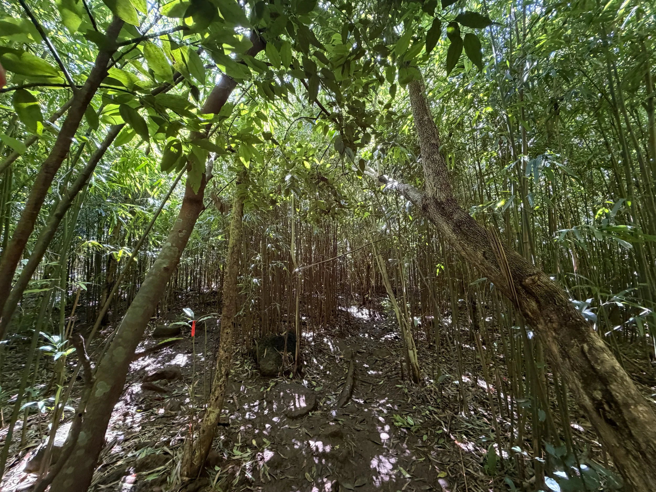 Lulumahu Falls Trail Oahu Hawaii