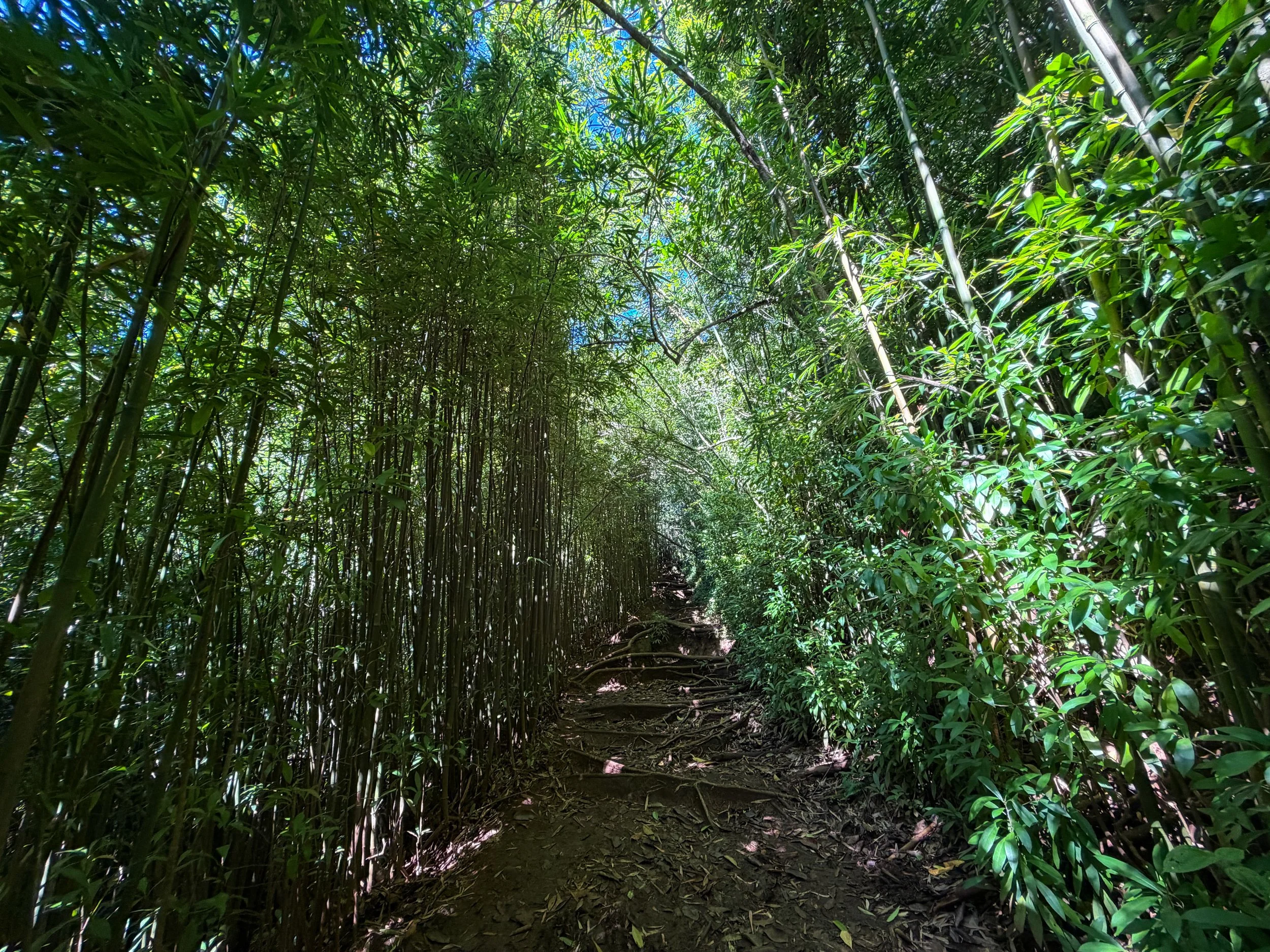 Aihualama Trail to Pauoa Flats Trail Oahu Hawaii