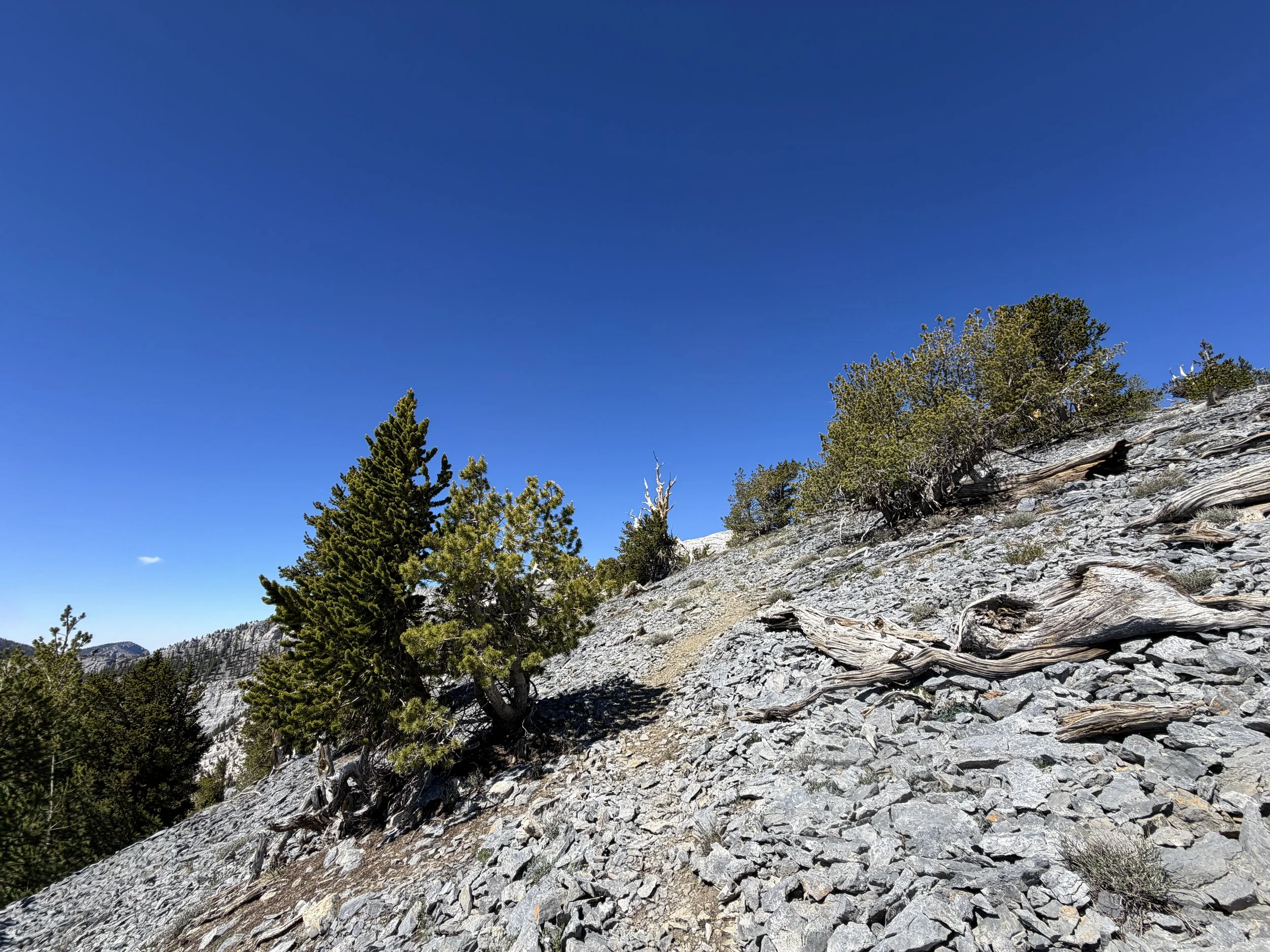 Snake Divide Trail to Magic Bristlecone Pine Grove Great Basin National Park Nevada