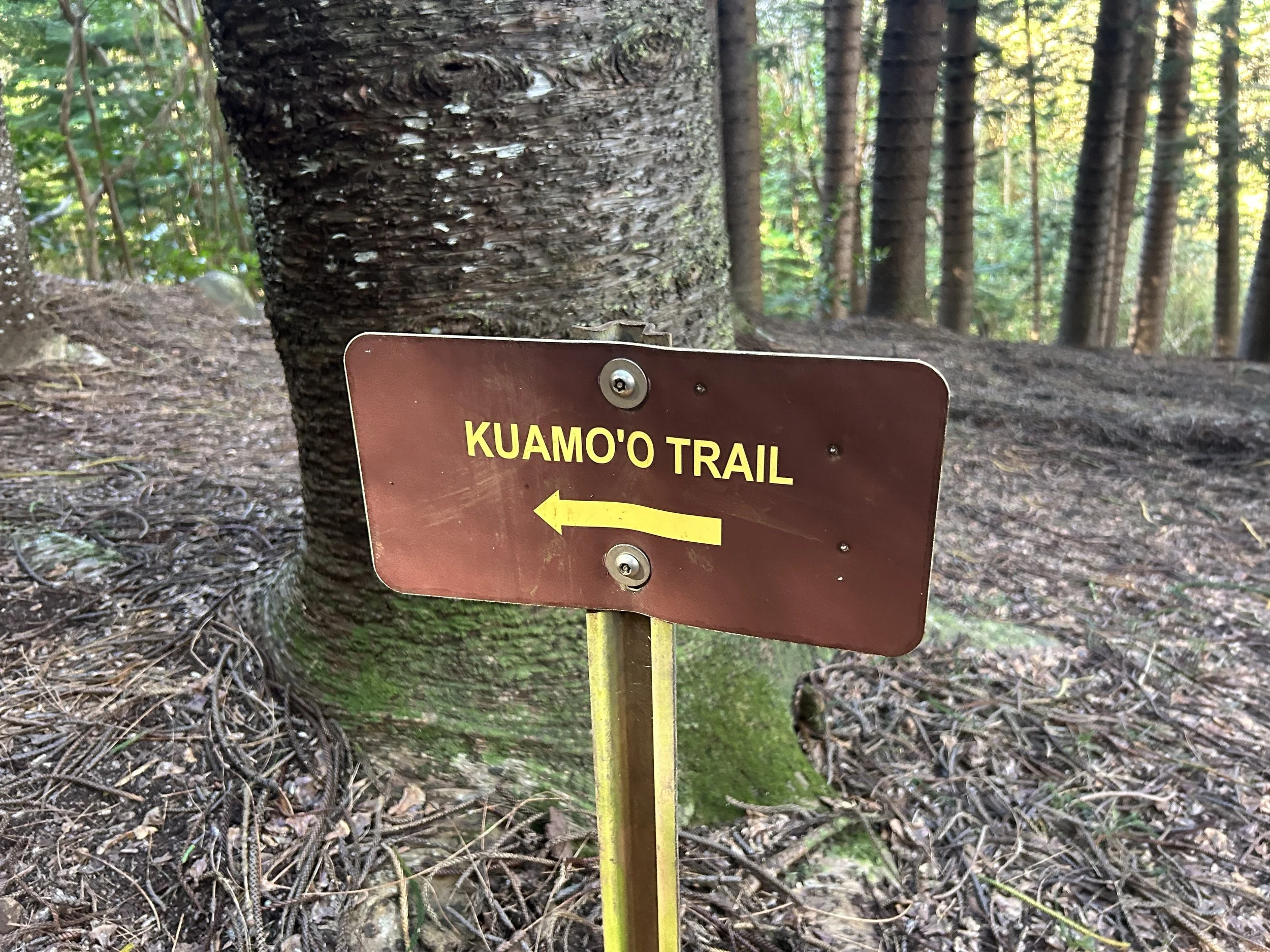 Hiking the West Sleeping Giant Trail (Nounou Mountain) on Kauaʻi