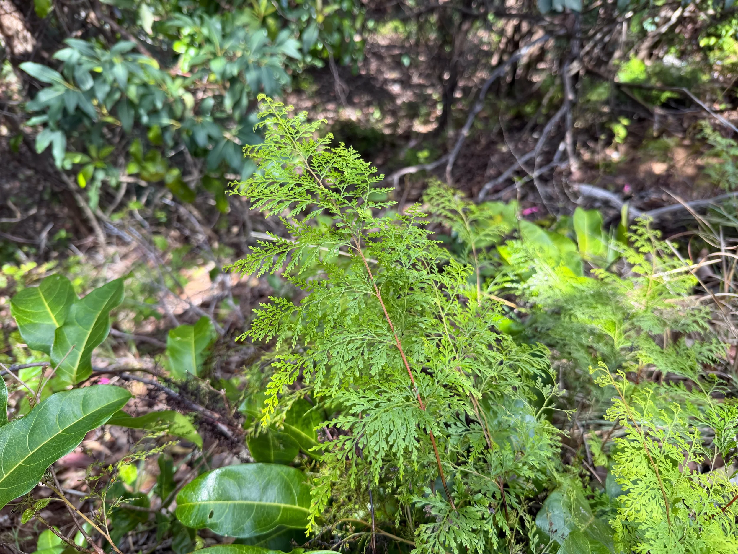 Palaa Sphenomeris chinensis