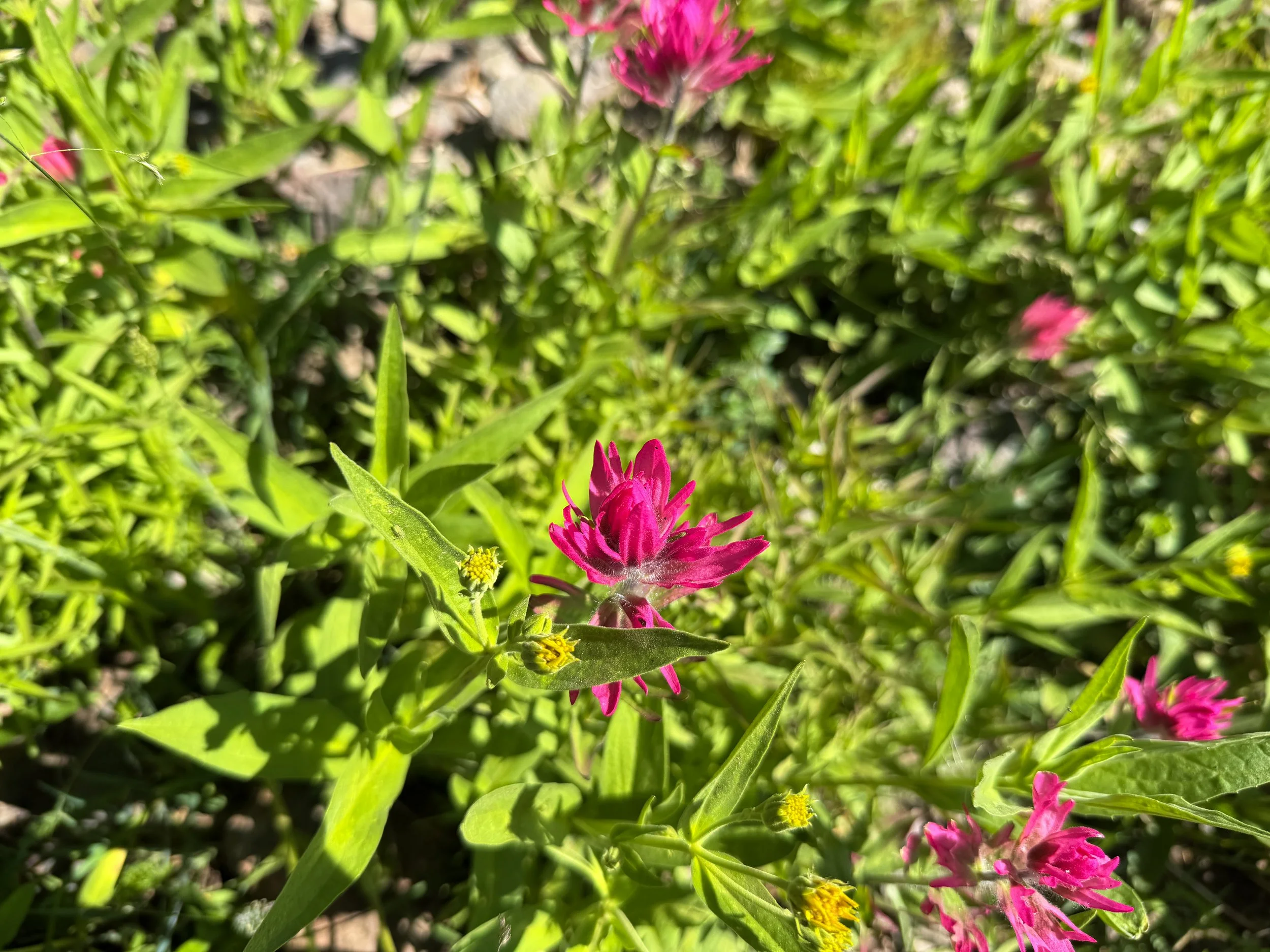 Rosy Paintbrush Castilleja rhexiifolia