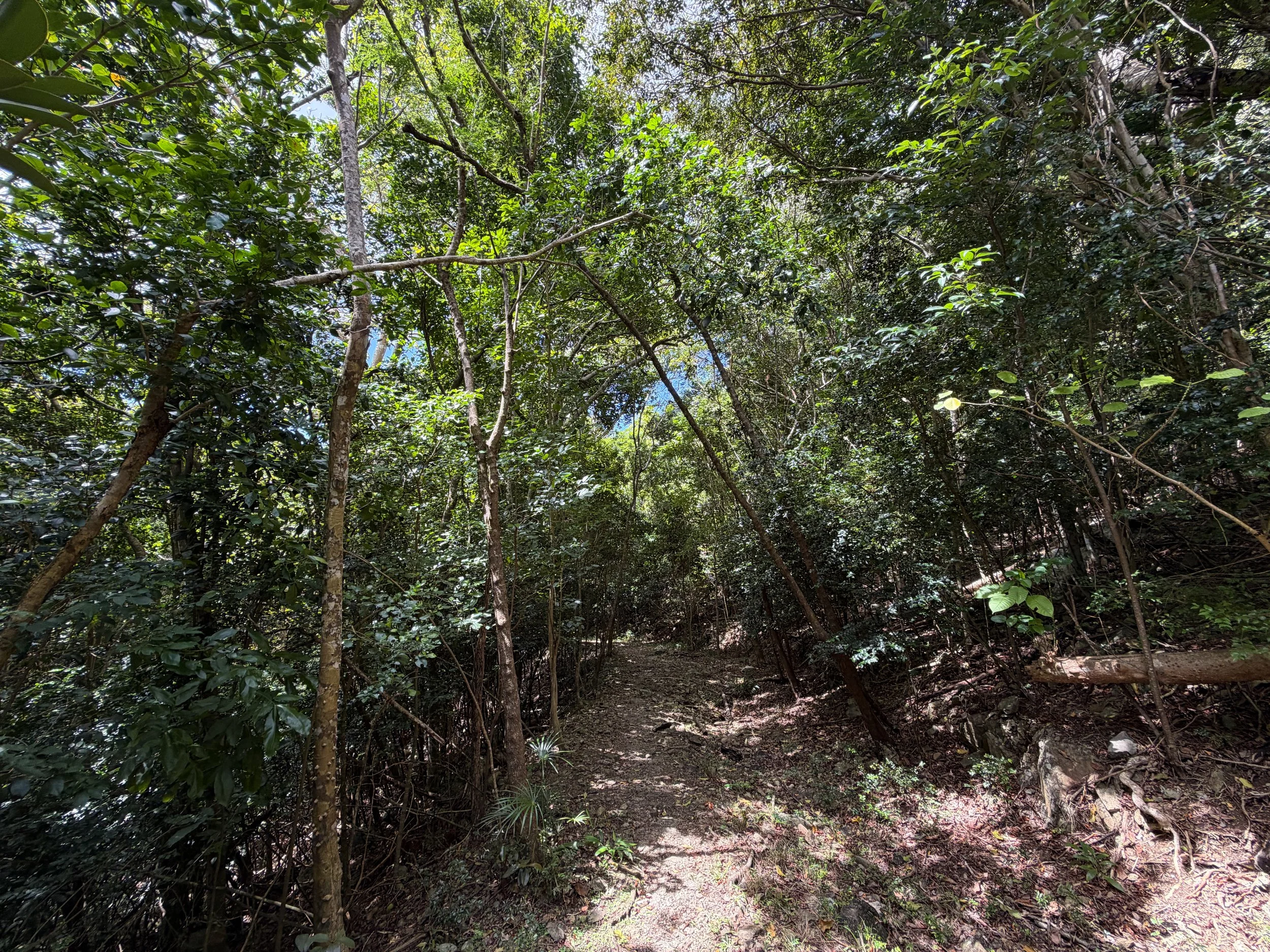 LEsperance Trail Virgin Islands National Park