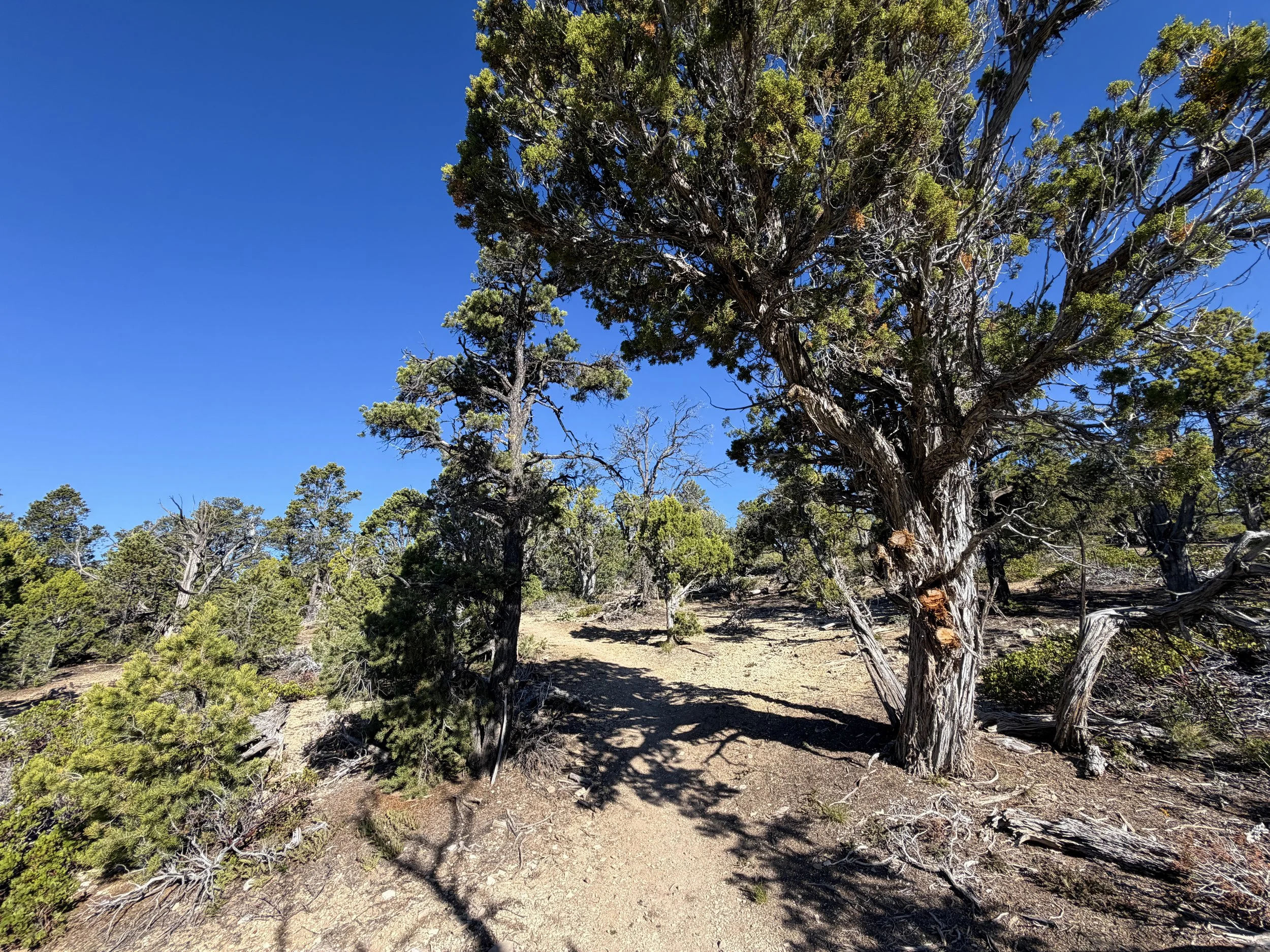 Deertrap Mountain Trail Zion National Park Utah