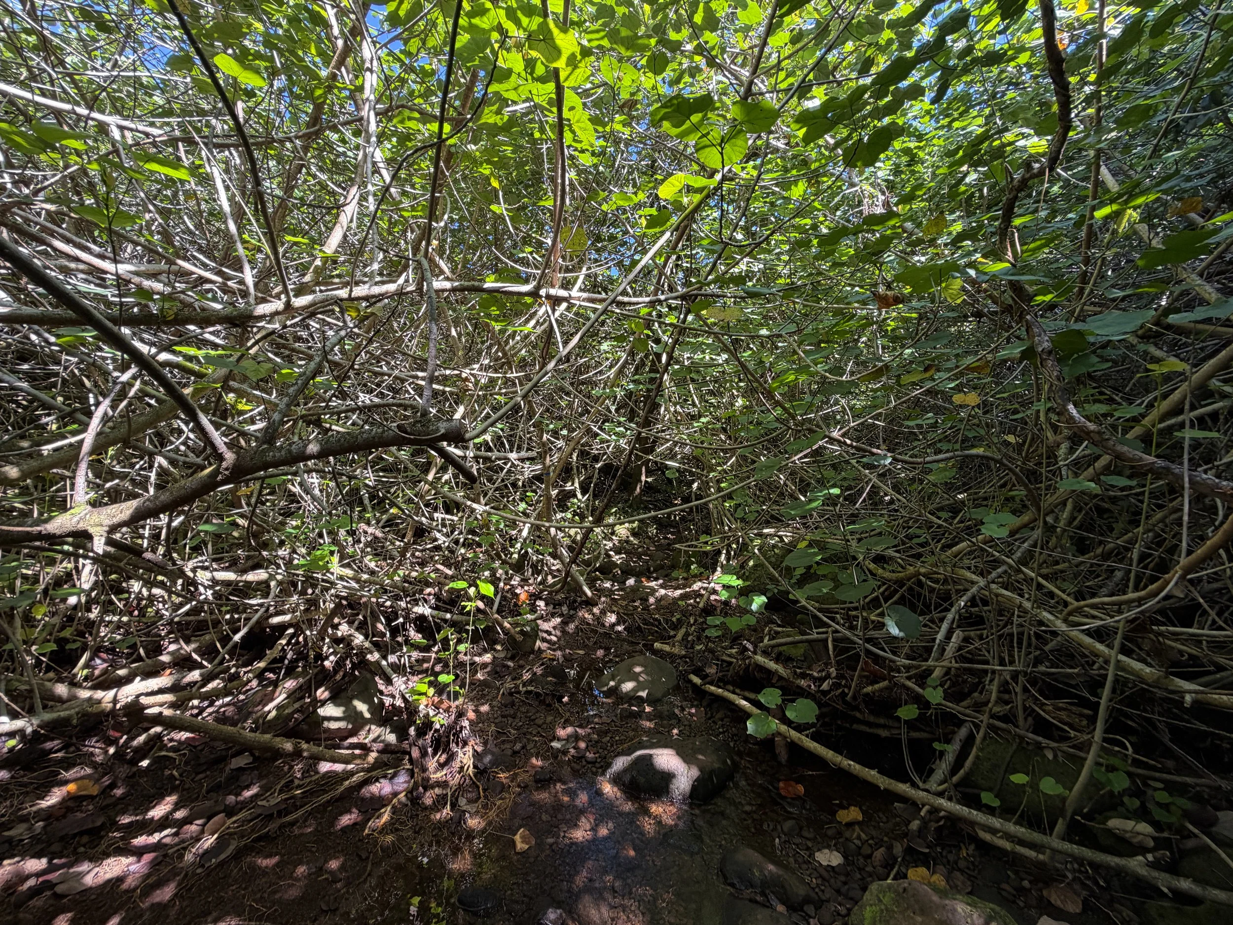 Kulanaahane Trail Oahu Hawaii