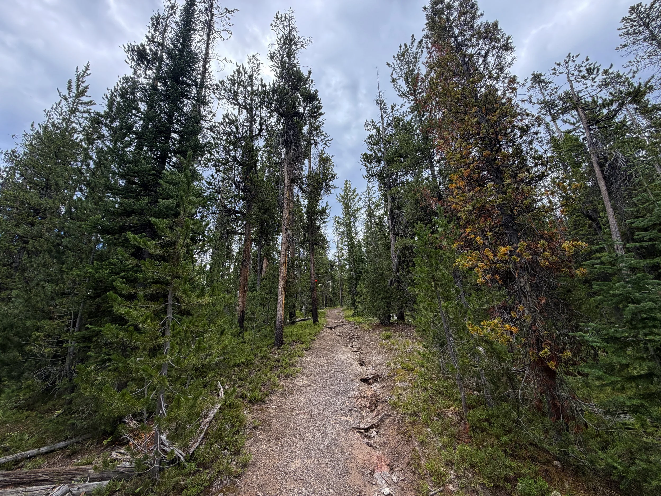 Divide Trail Yellowstone National Park Wyoming