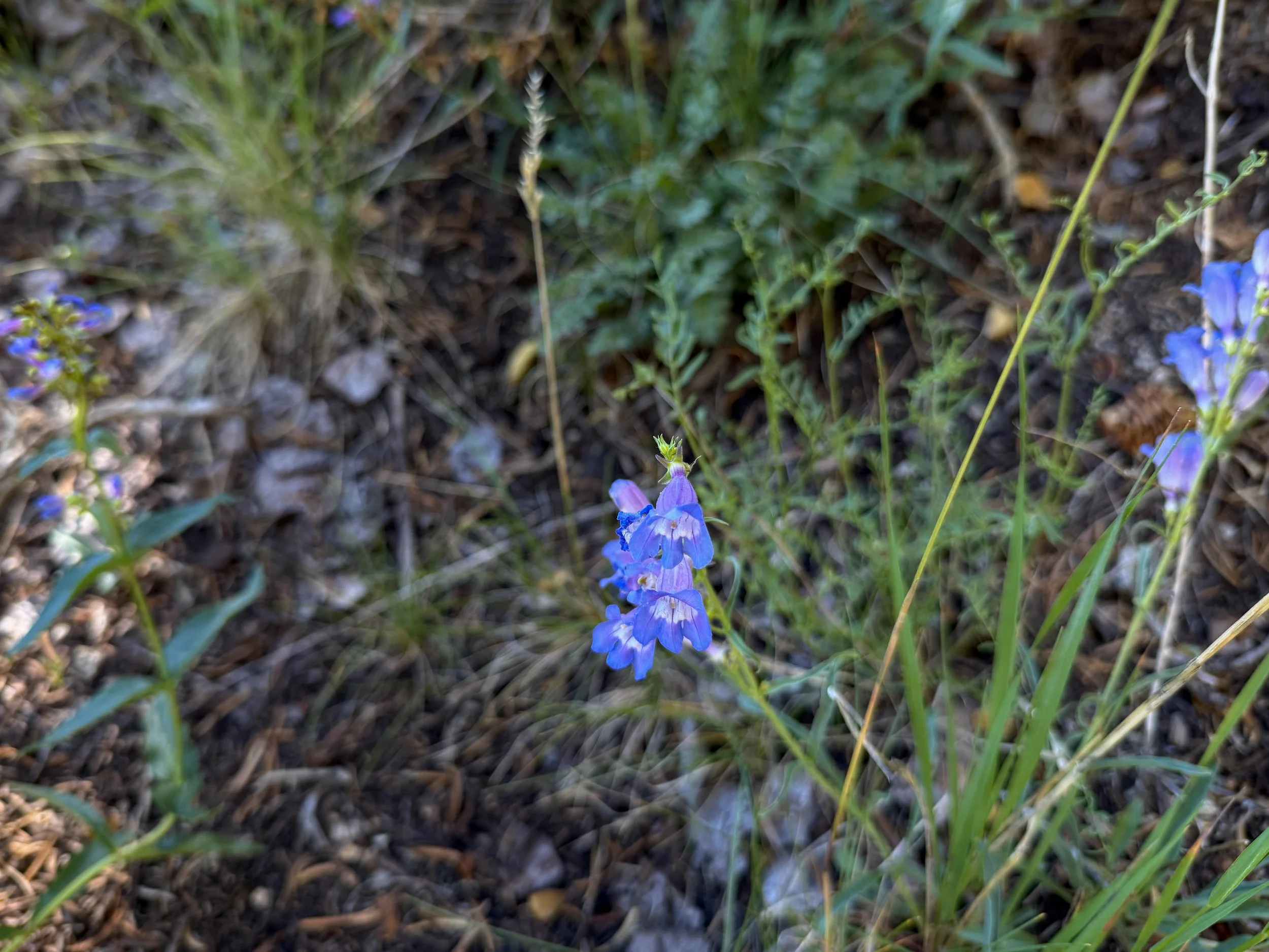 Smoothleaf Penstemon leiophyllus