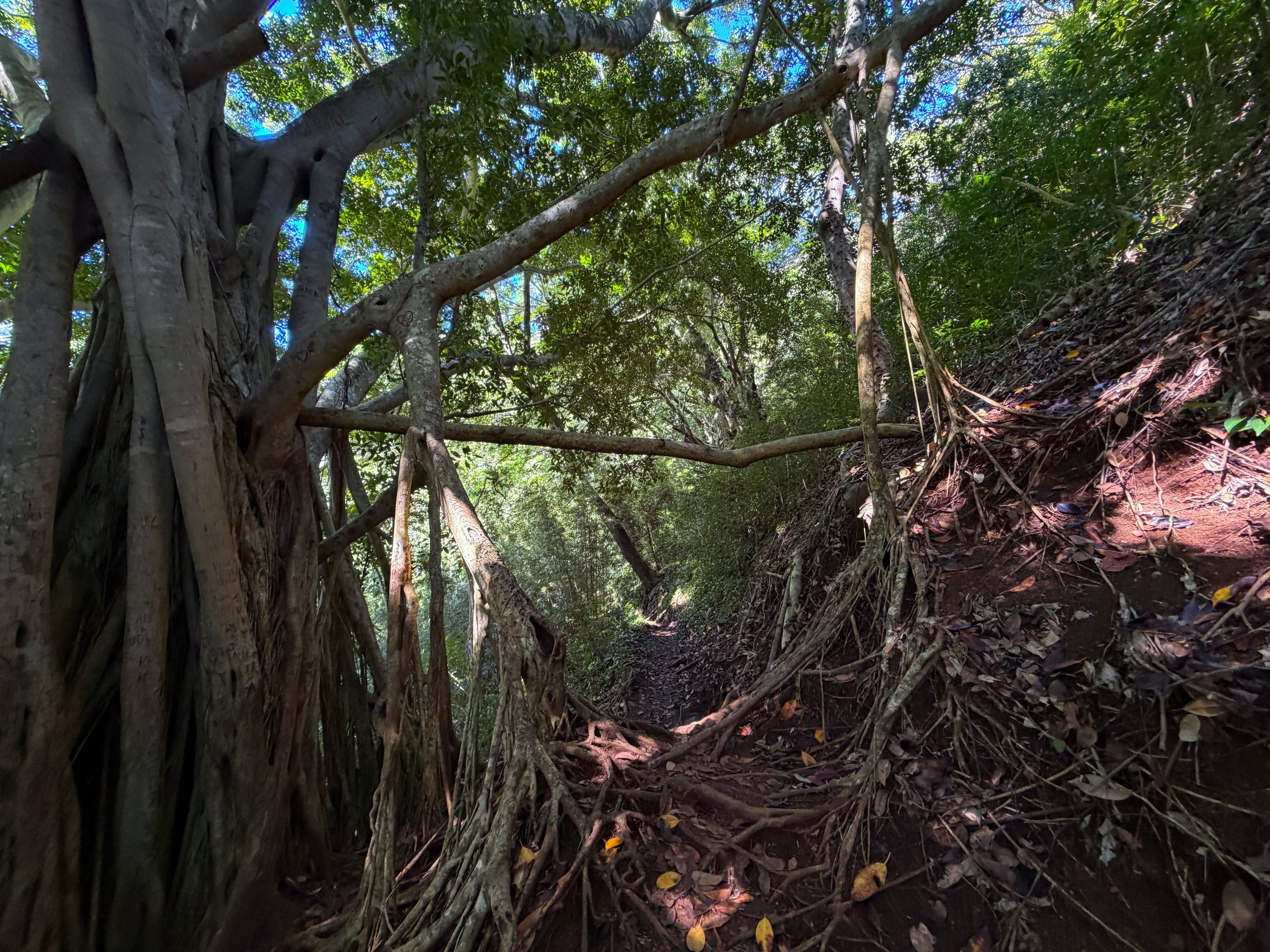 Aihualama Trail Oahu Hawaii