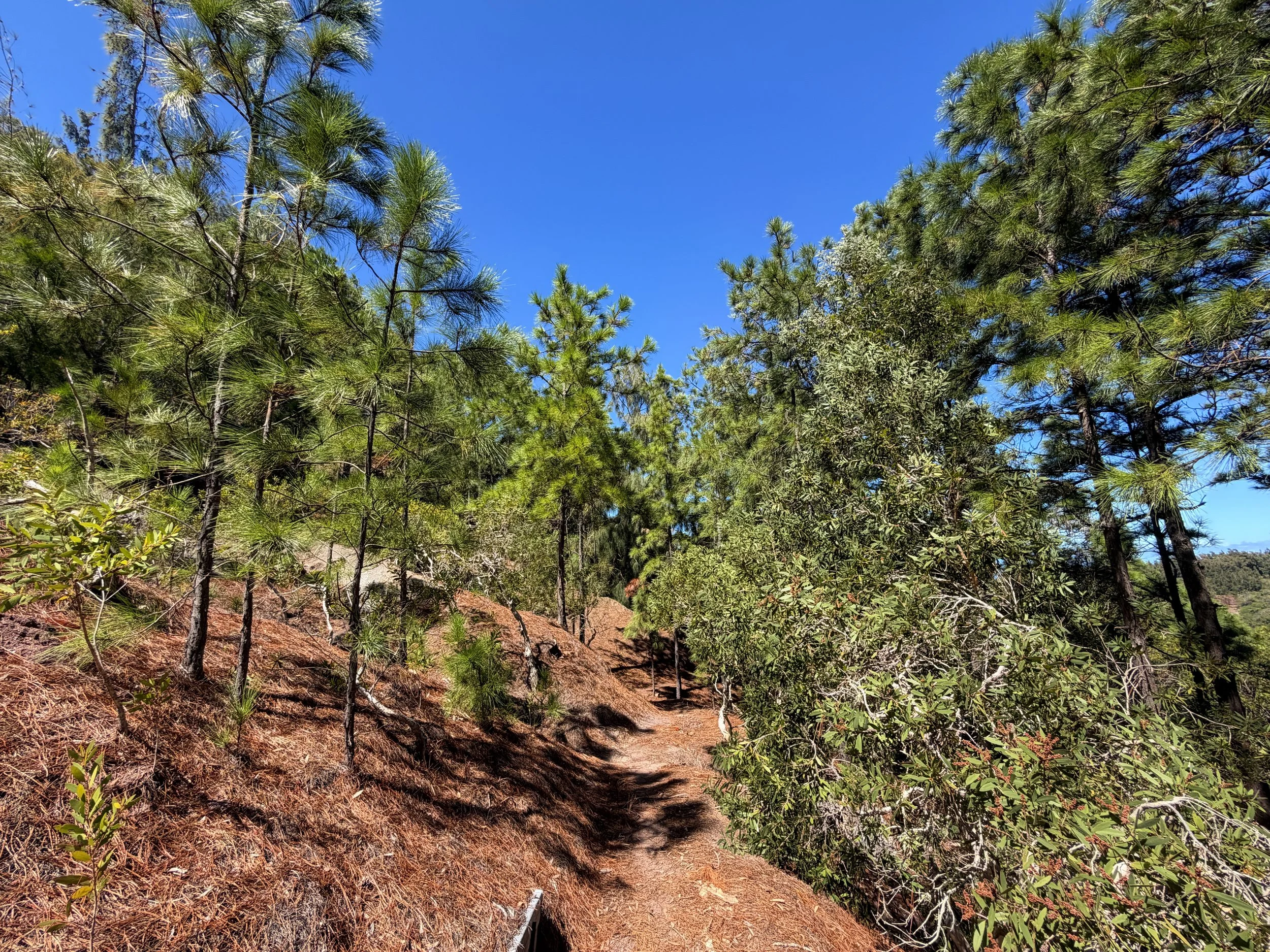Kuaokala Trail Oahu Hawaii