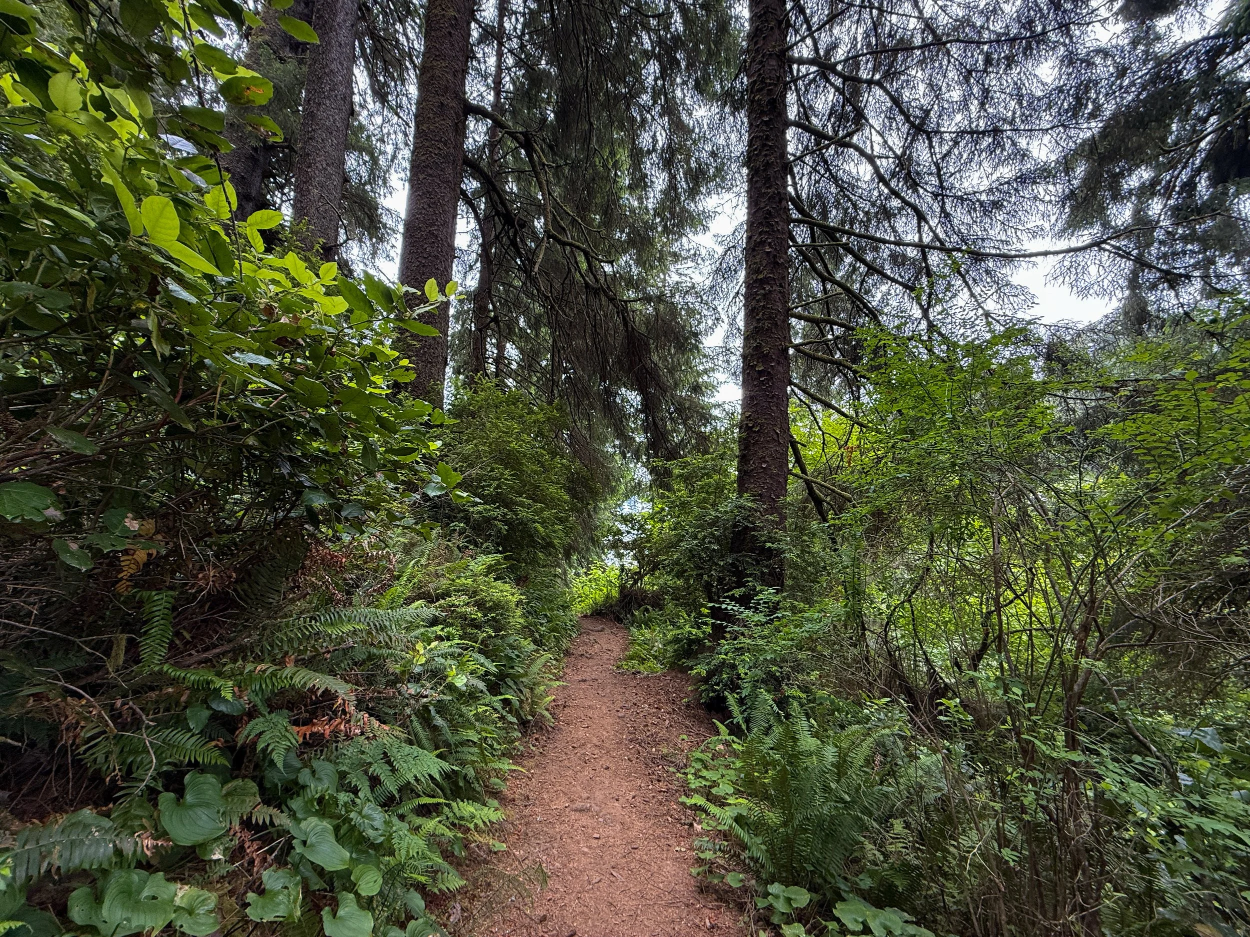 Damnation Creek Trail Del Norte Coast Redwoods State Park California
