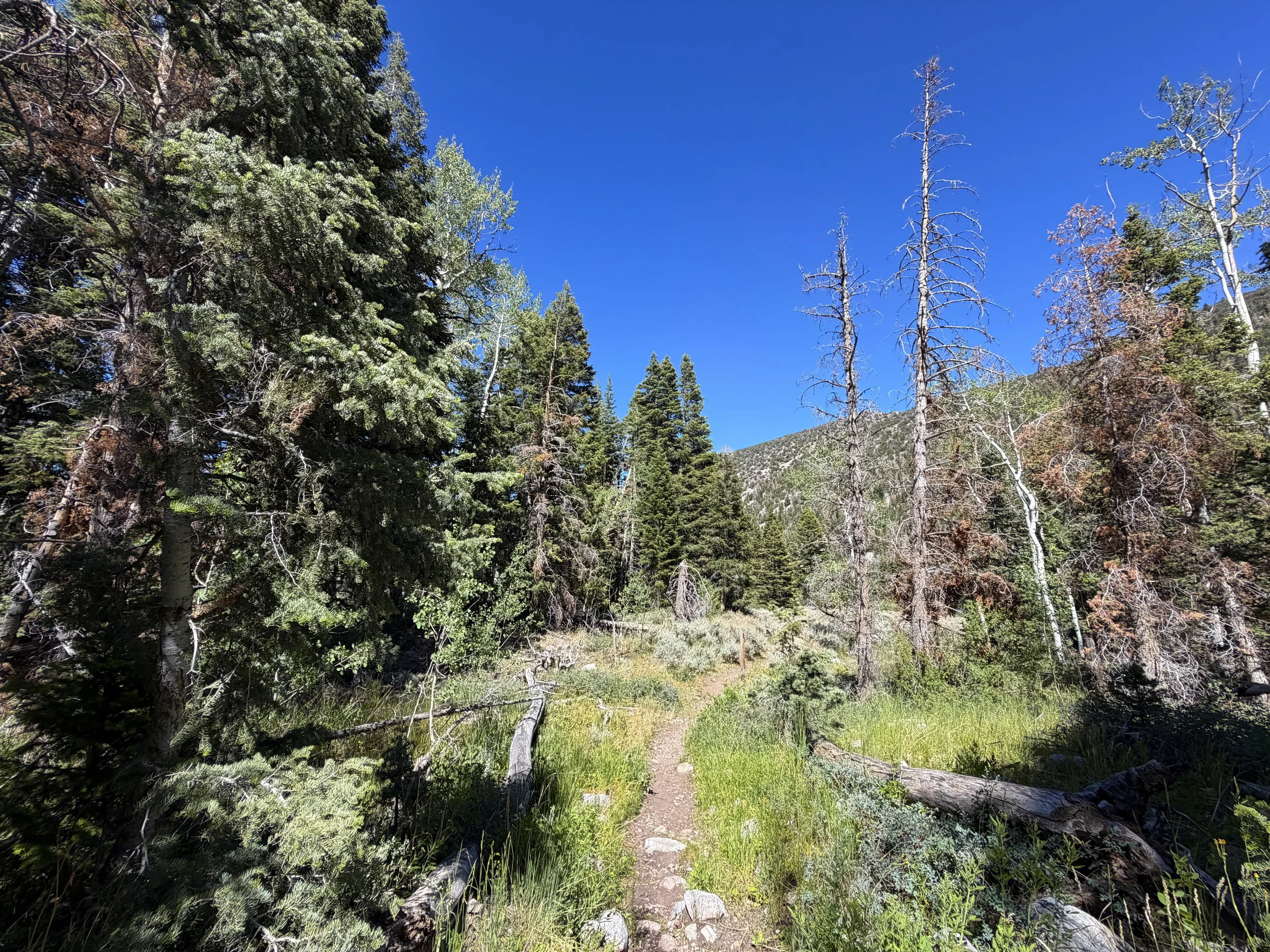 Baker Creek Loop Trail Great Basin National Park Nevada