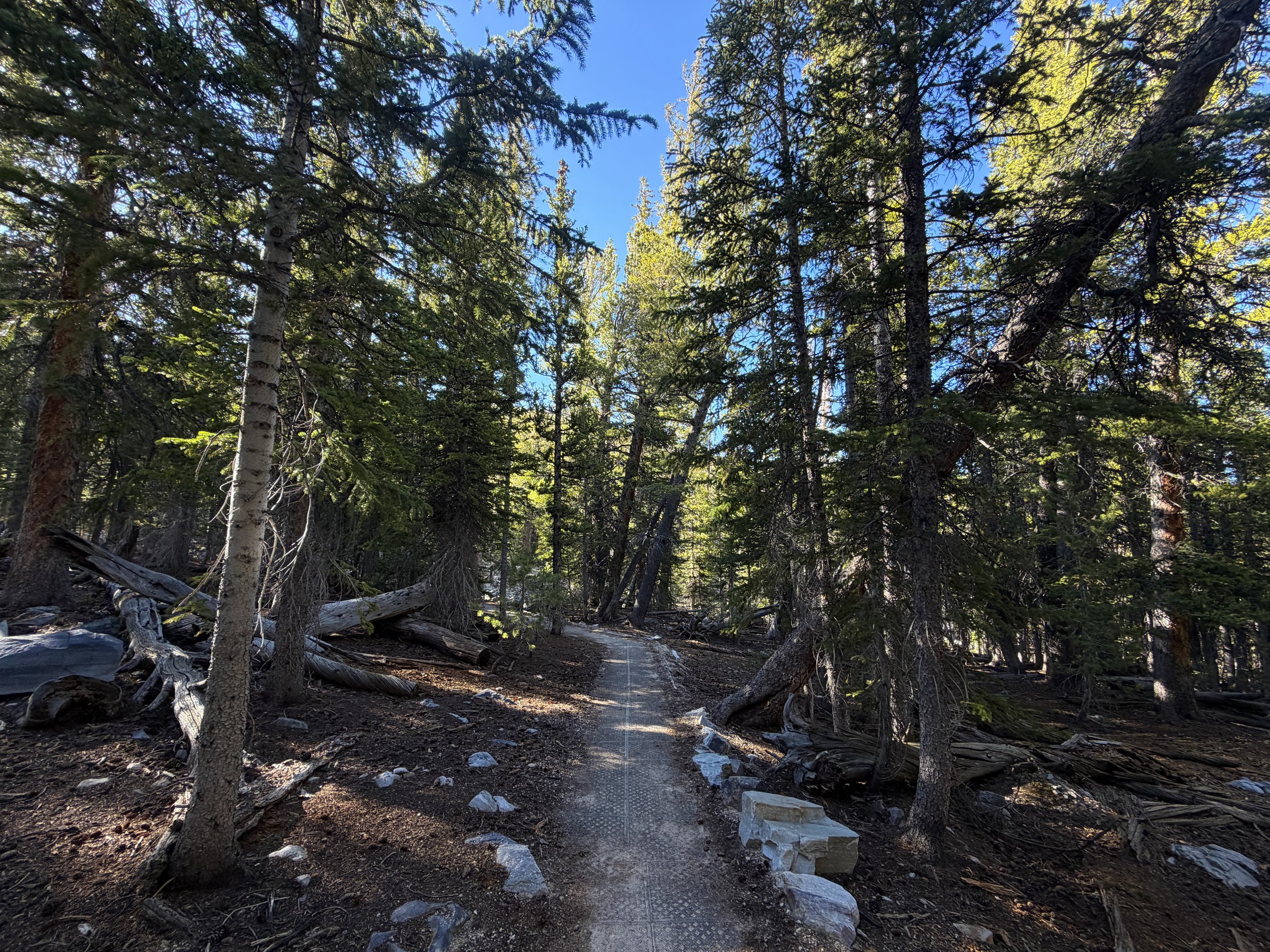 Island Forest Loop Trail Great Basin National Park Nevada