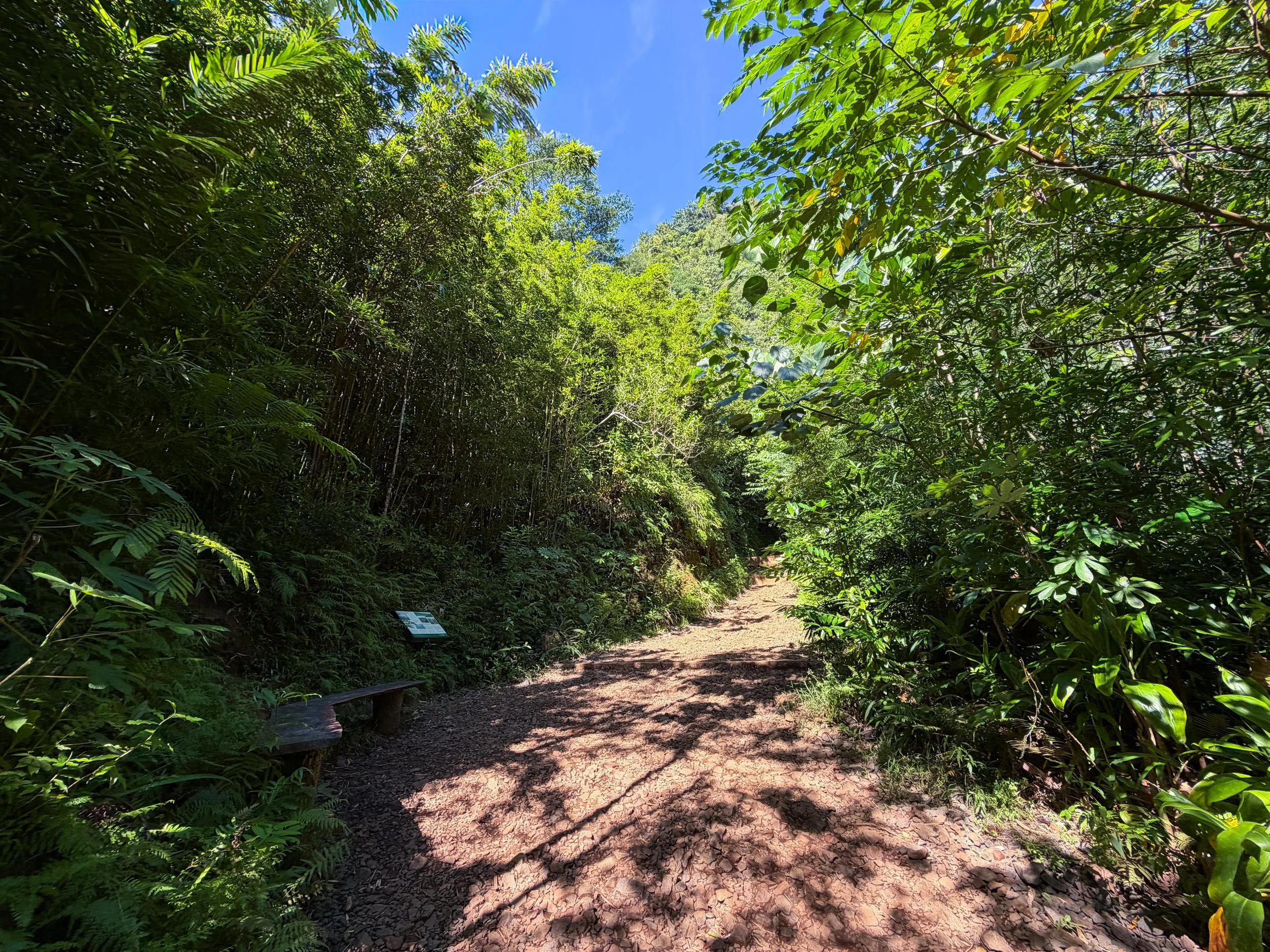 Manoa Falls Trail Oahu Hawaii
