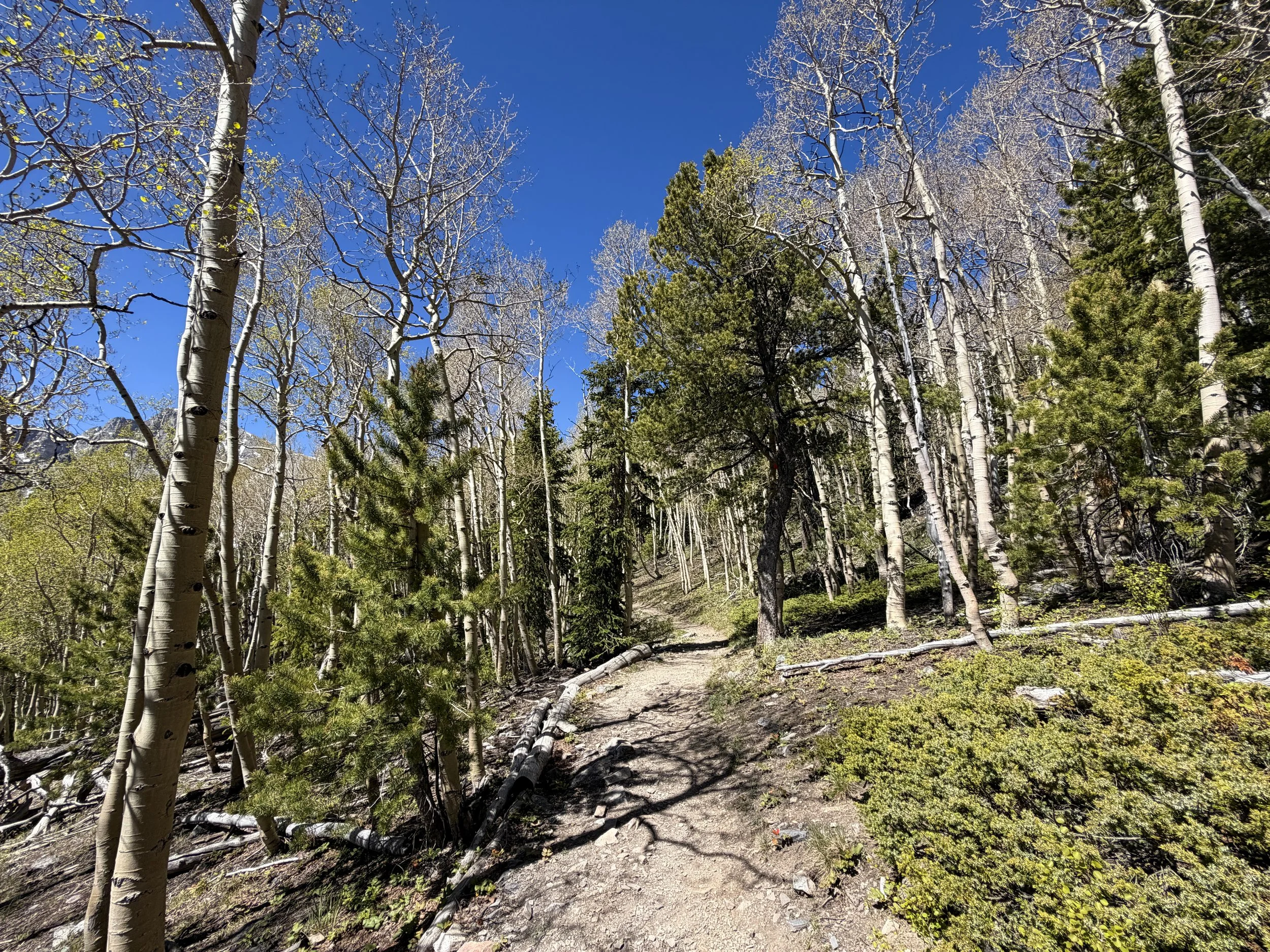 Wheeler Peak Summit Trail Great Basin National Park Nevada