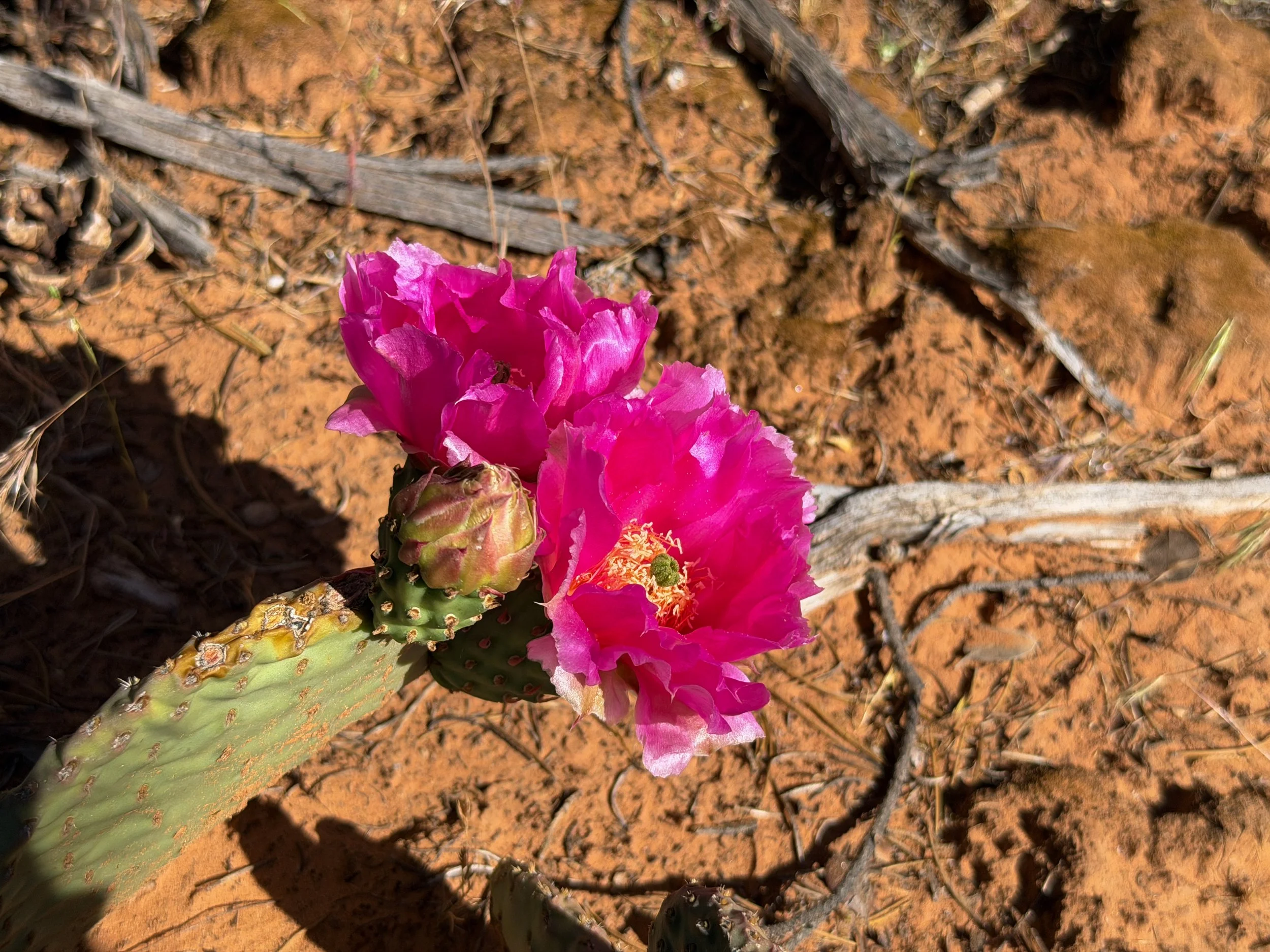 Beavertail Cactus Opuntia basilaris