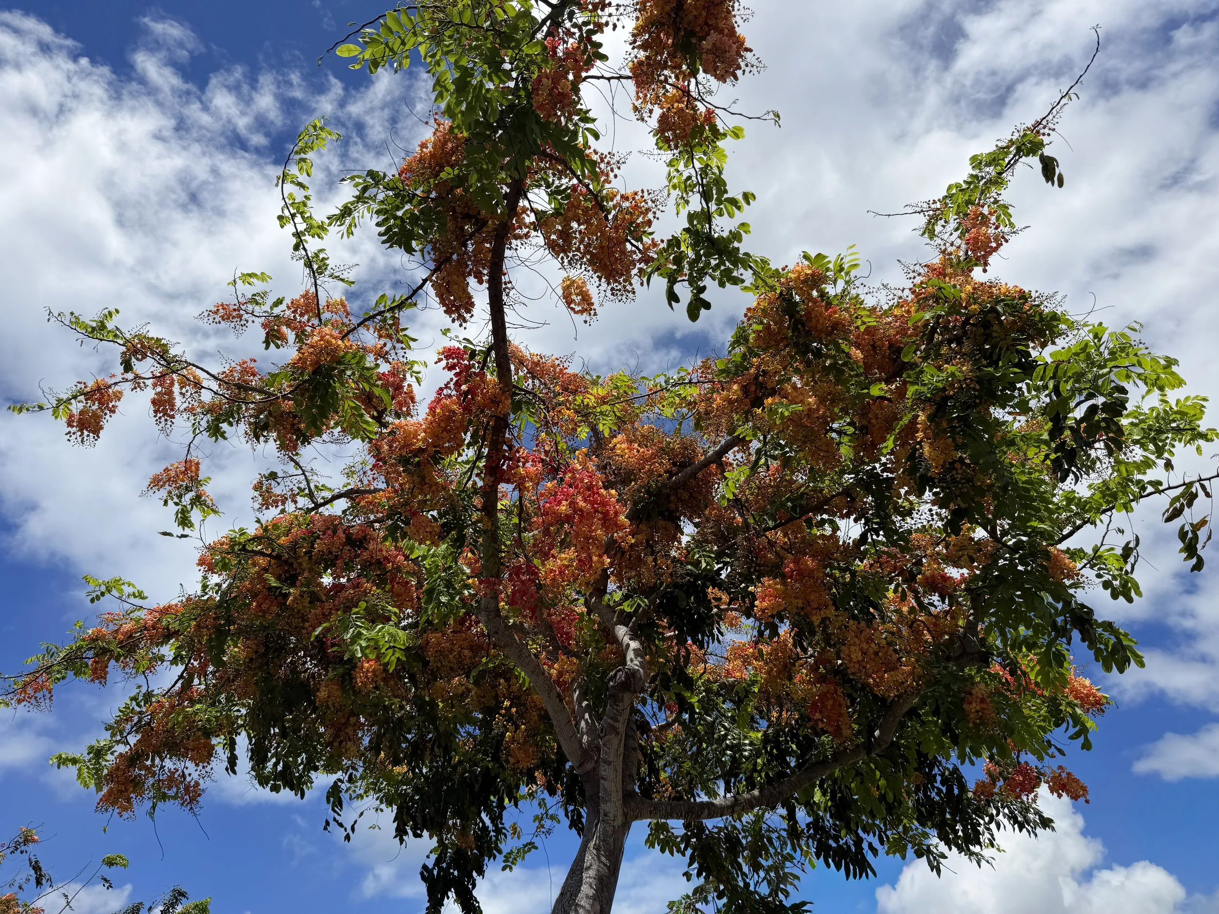 Rainbow Shower Tree Cassia × nealiae