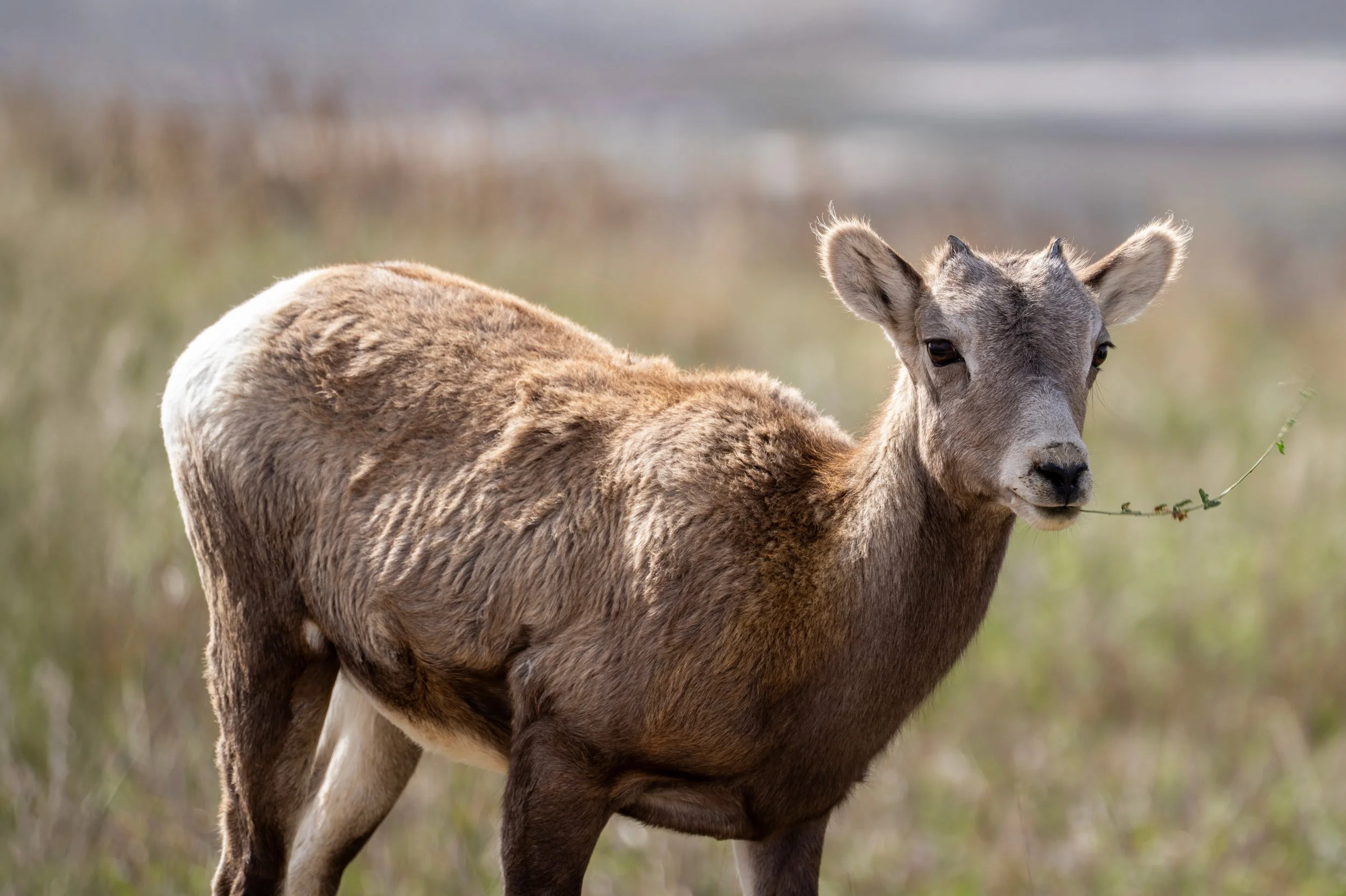 Bighorn Sheep Badlands National Park