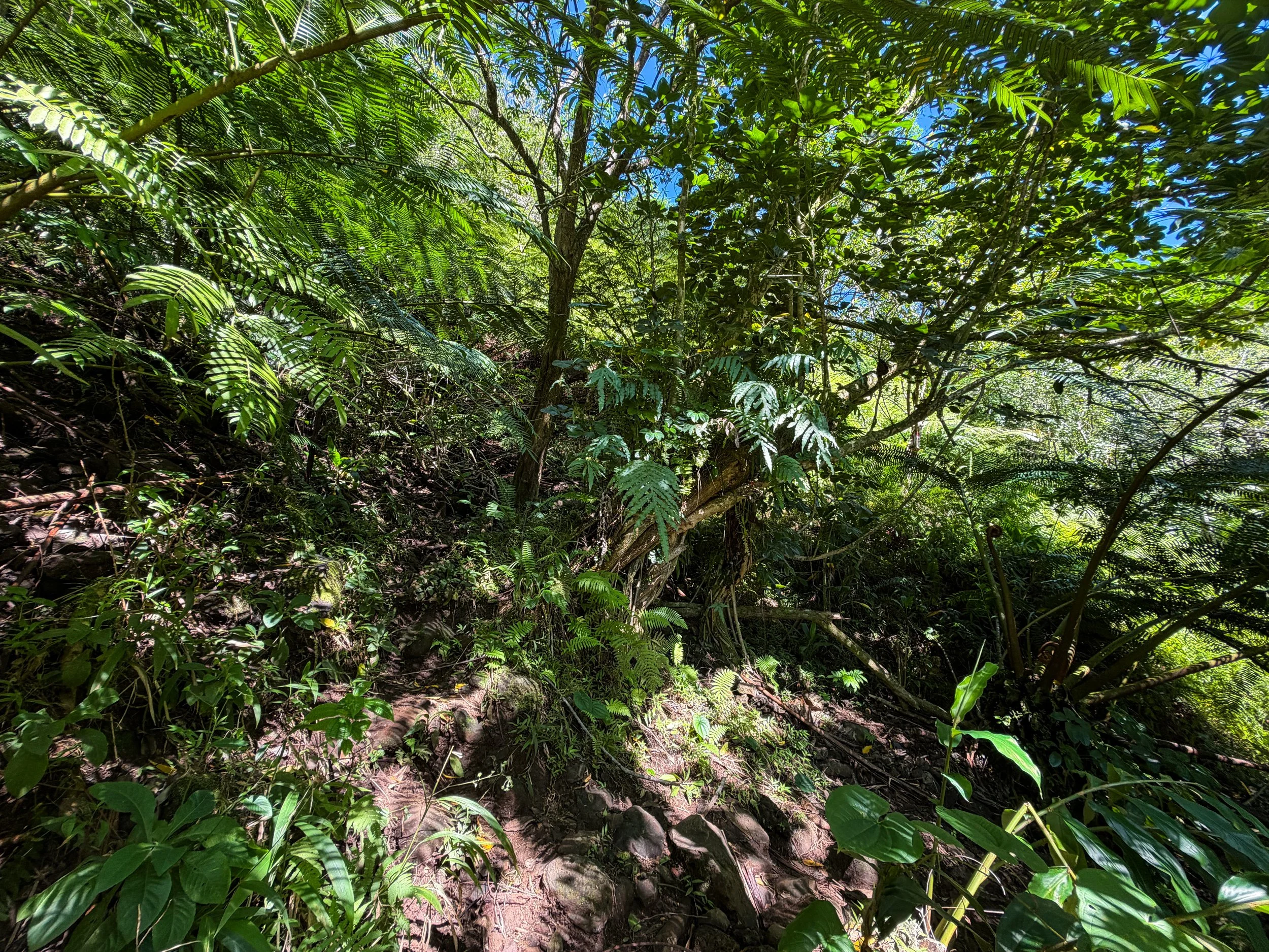 Kaau Crater Hike Oahu Hawaii