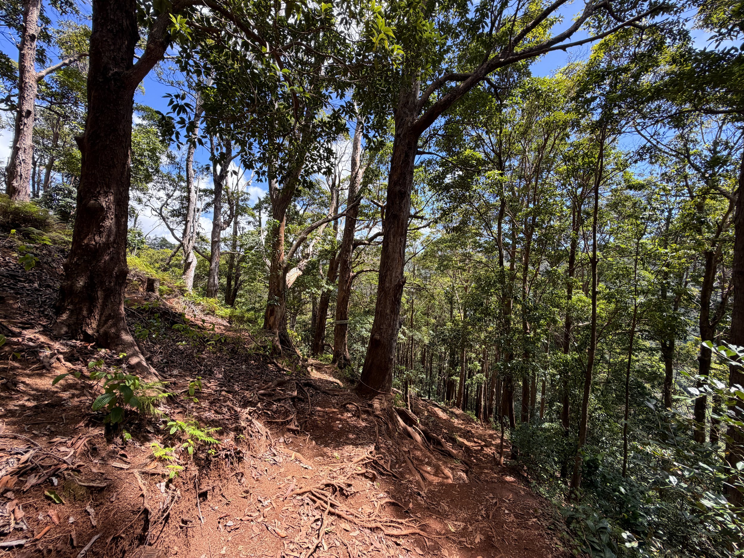 Waimano Falls Trail Oahu Hawaii