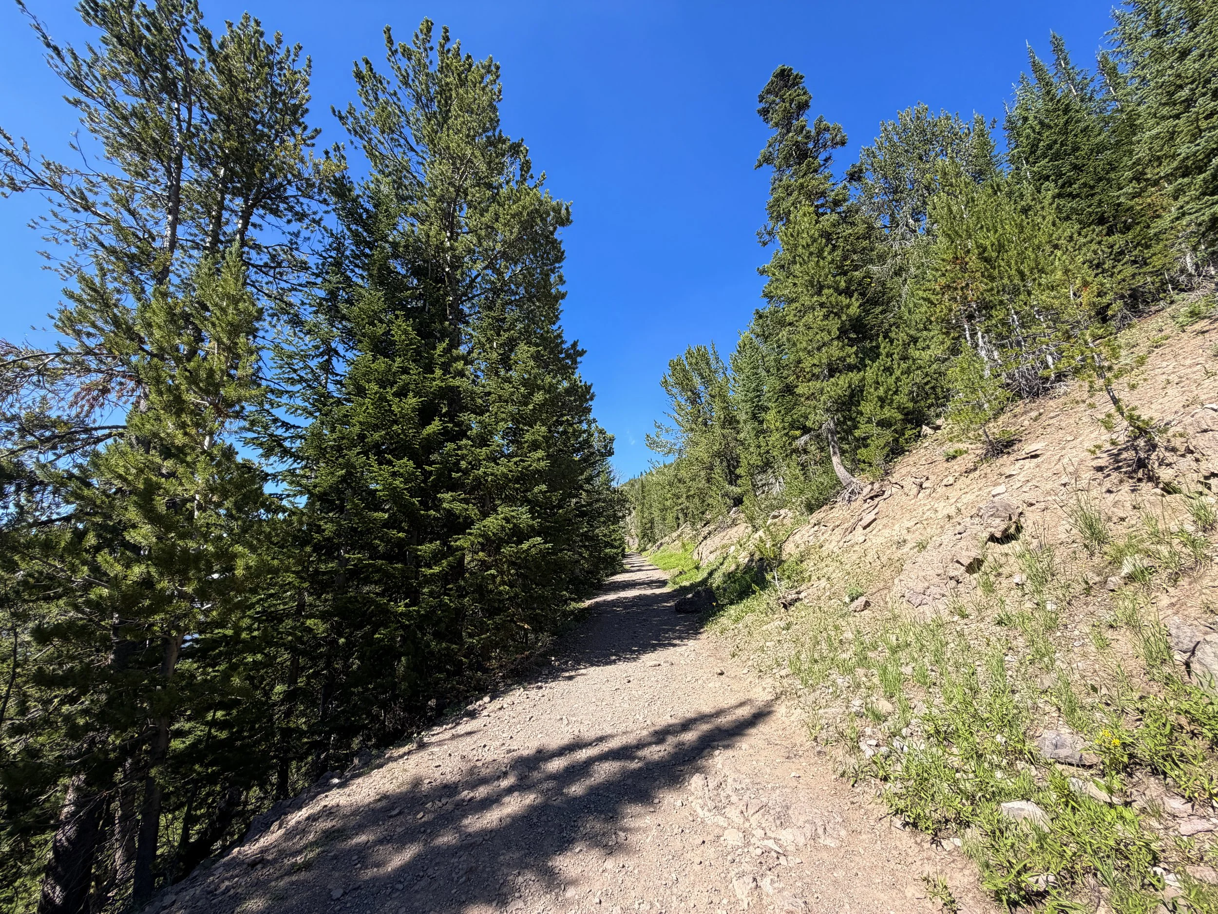 Mount Washburn Hike via Dunraven Pass Yellowstone National Park Wyoming