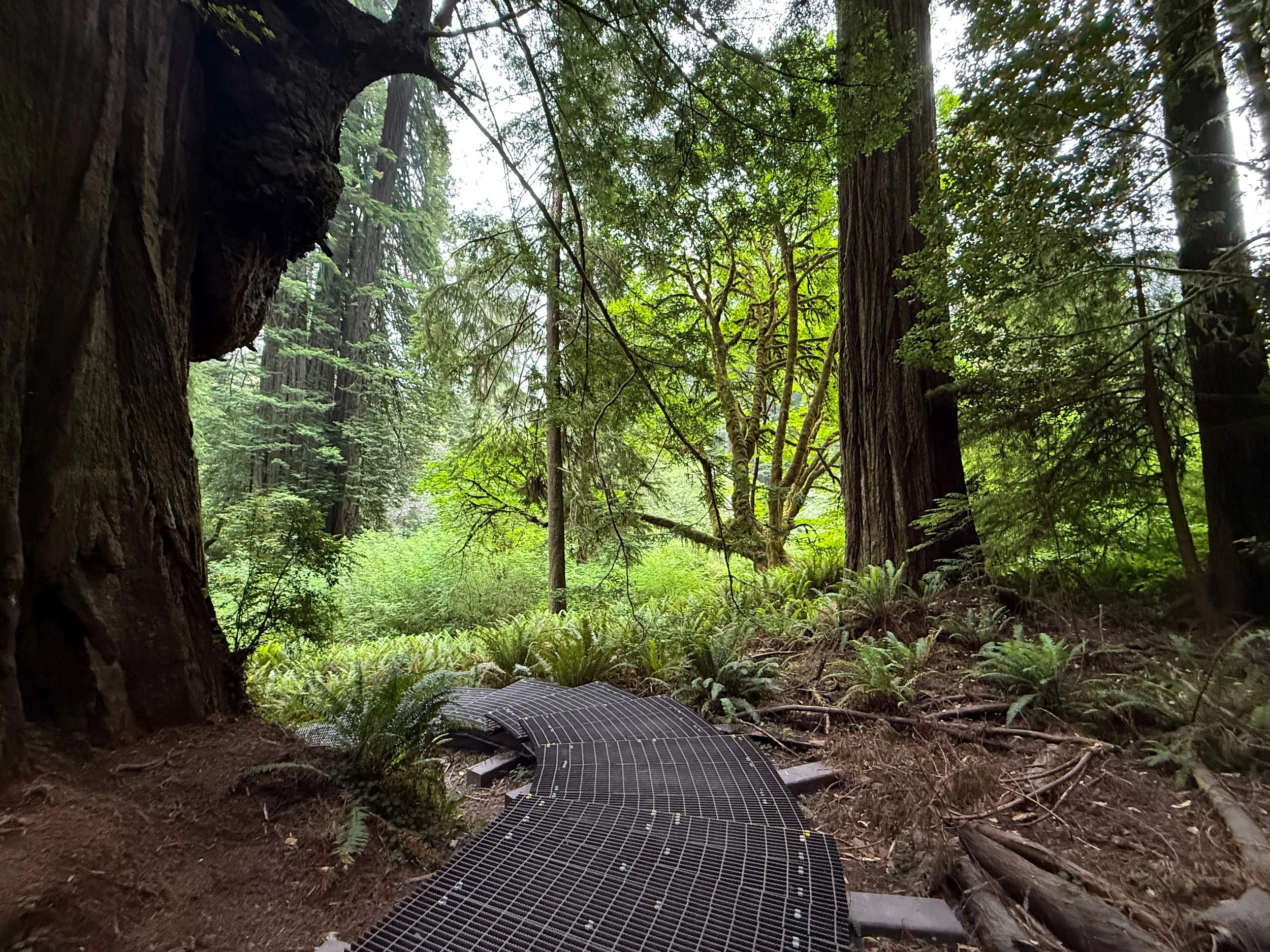 Grove of the Titans Trail Boardwalk Jedediah Smith Redwoods State Park California