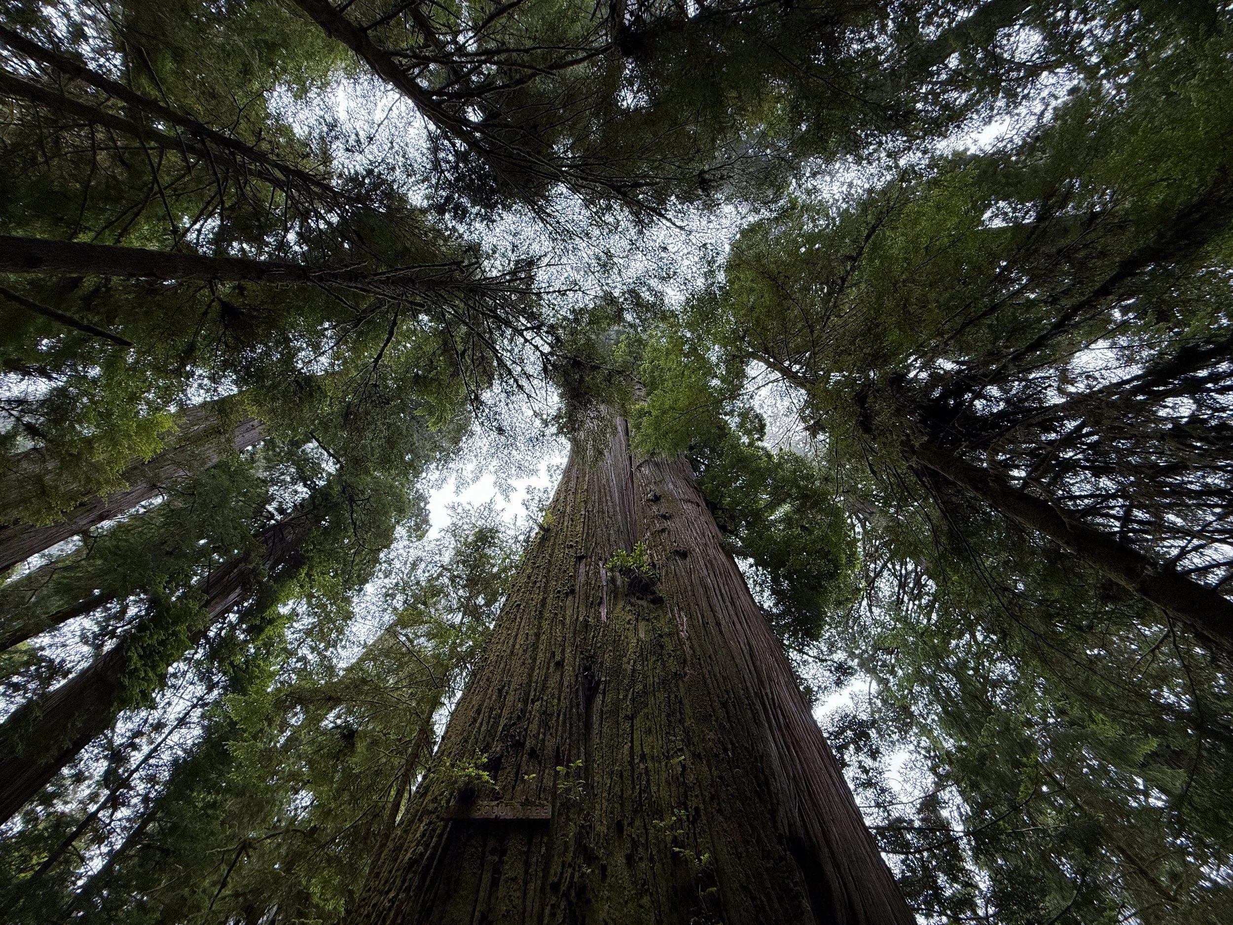 Boy Scout Tree Jedediah Smith Redwoods State Park California