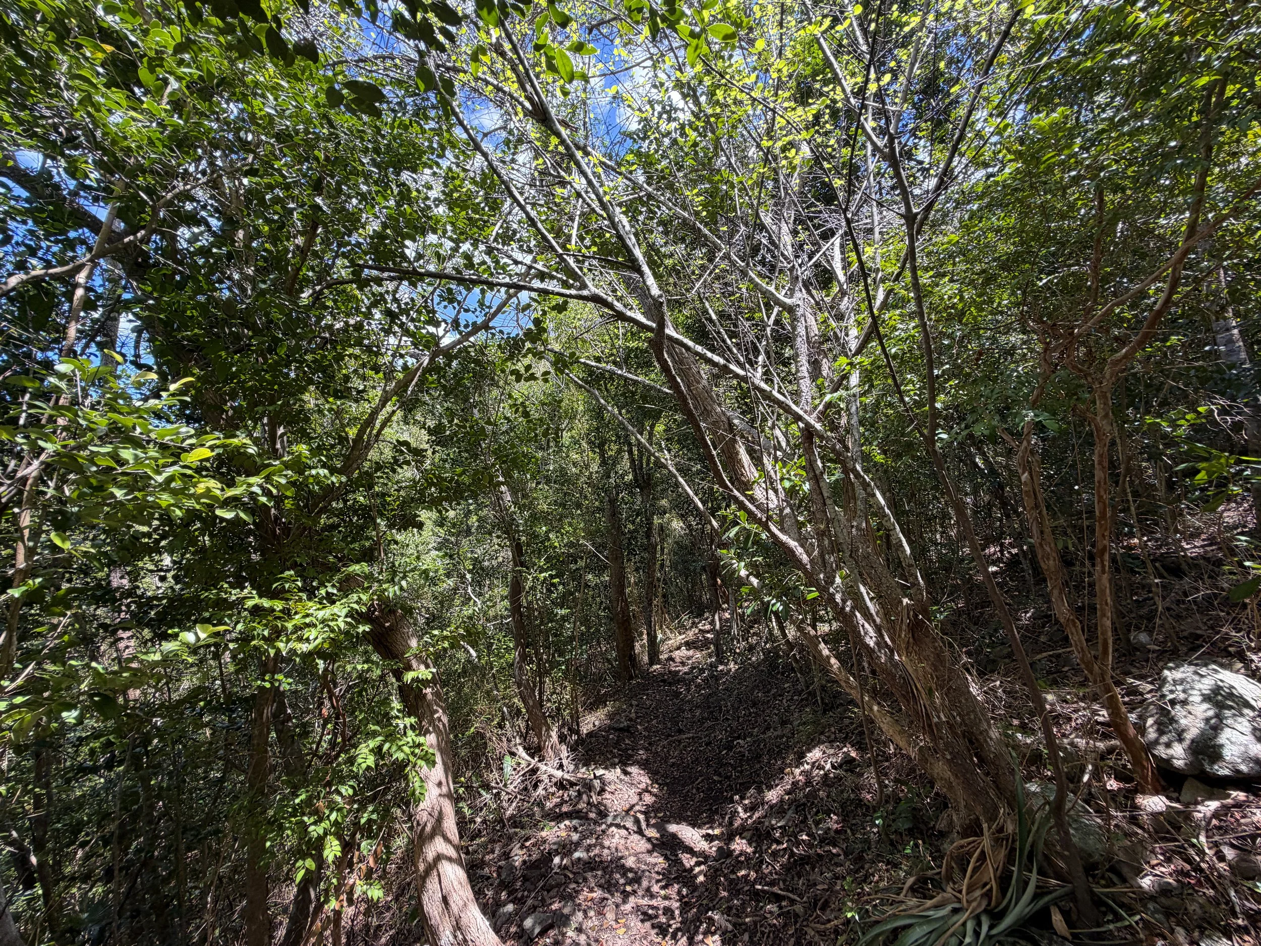 Caneel Hill Trail Virgin Islands National Park