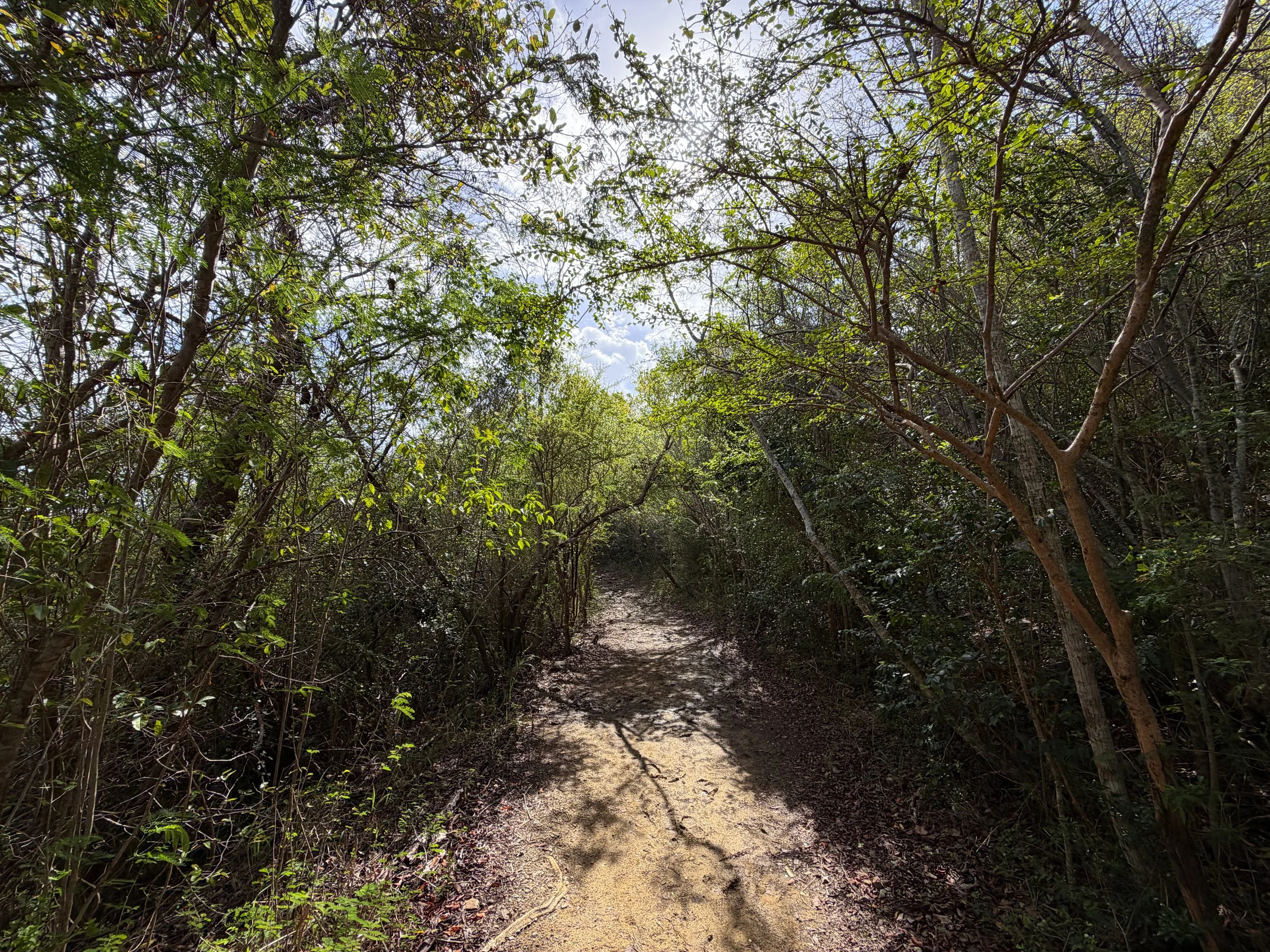 Lind Point Loop Trail Virgin Islands National Park