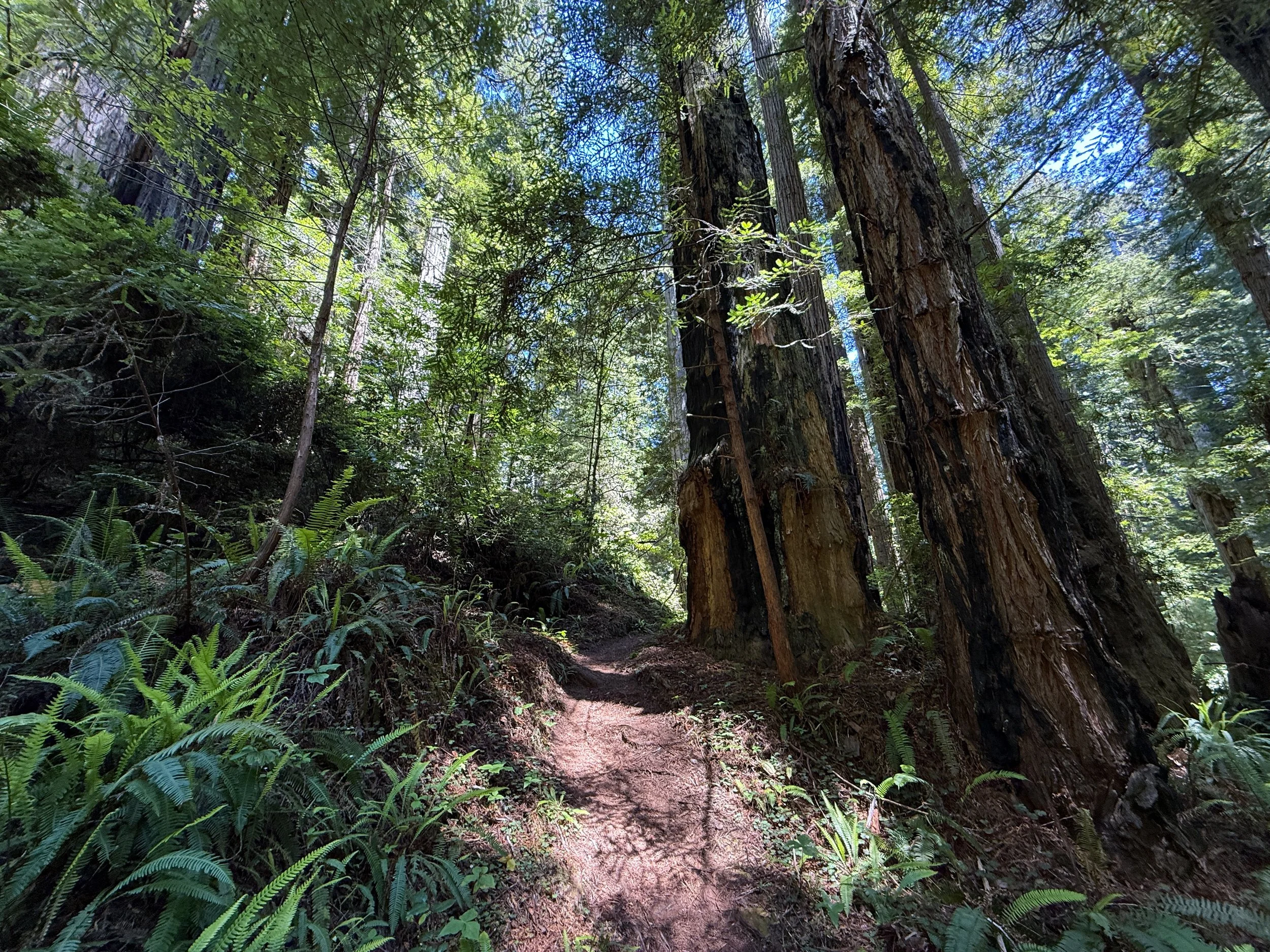 Hope Creek–Ten Taypo Loop Trail Prairie Creek Redwoods State Park California