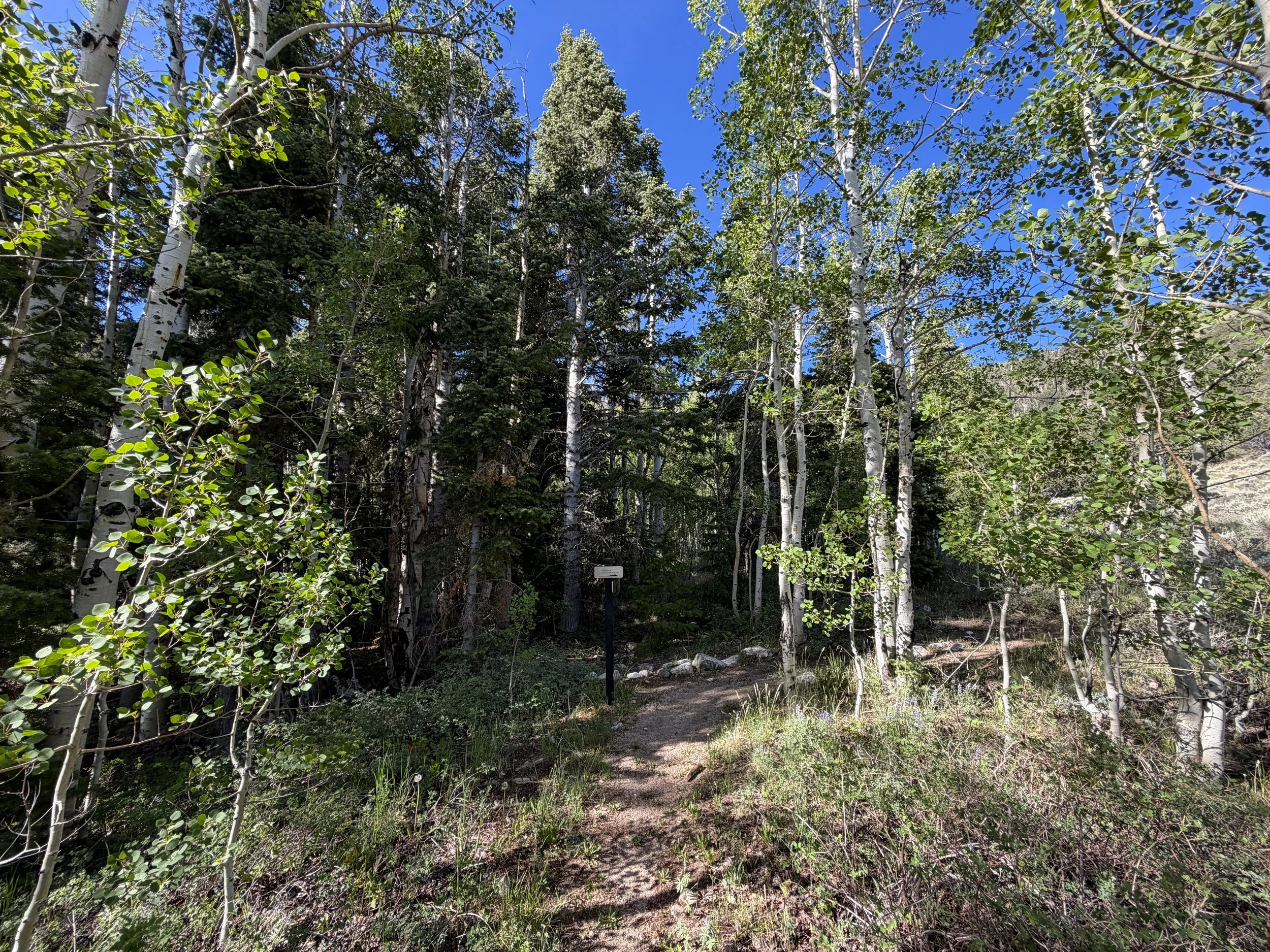 Pole Canyon Hike Great Basin National Park Nevada