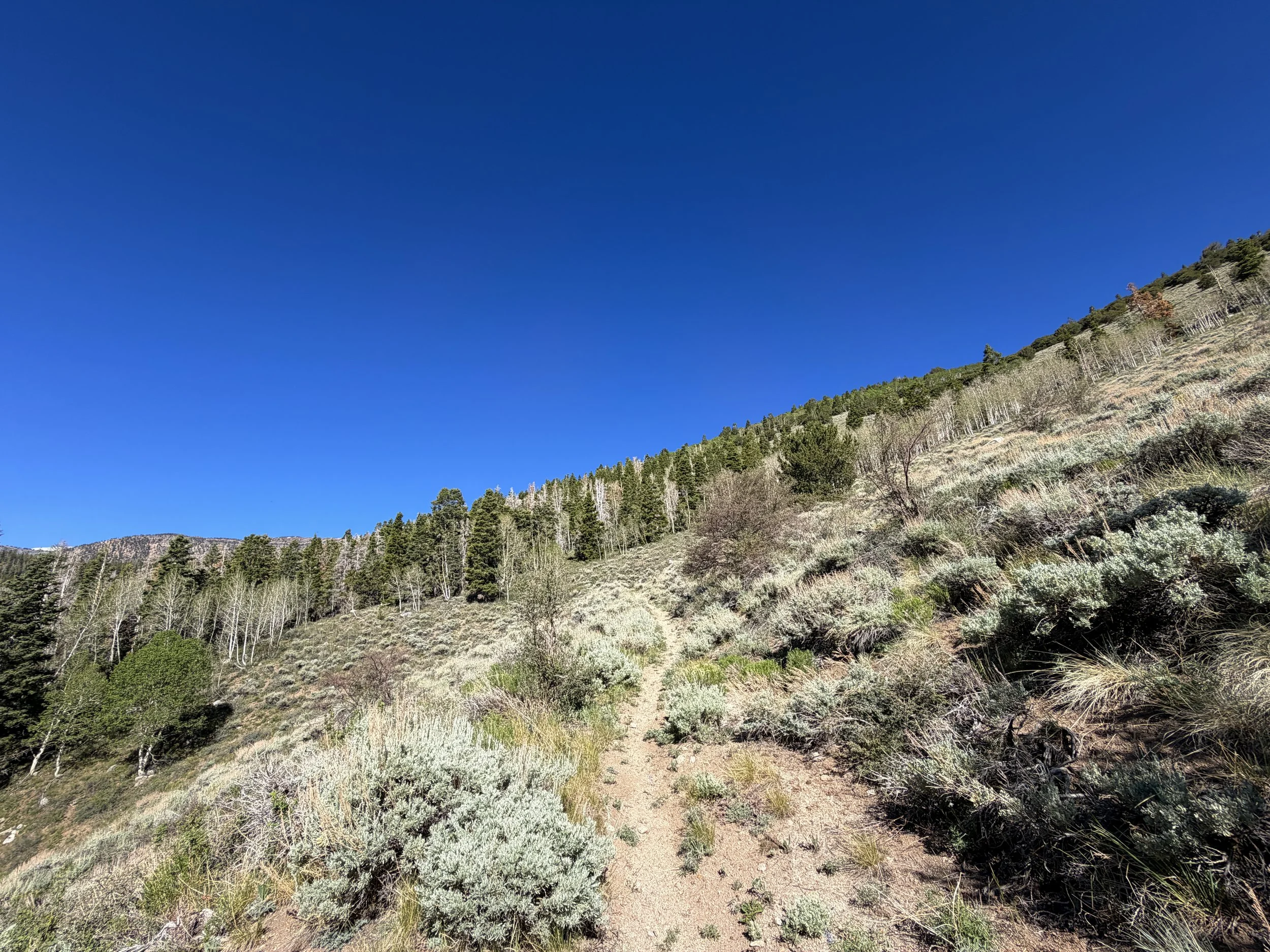 Johnson Lake Hike Great Basin National Park Nevada