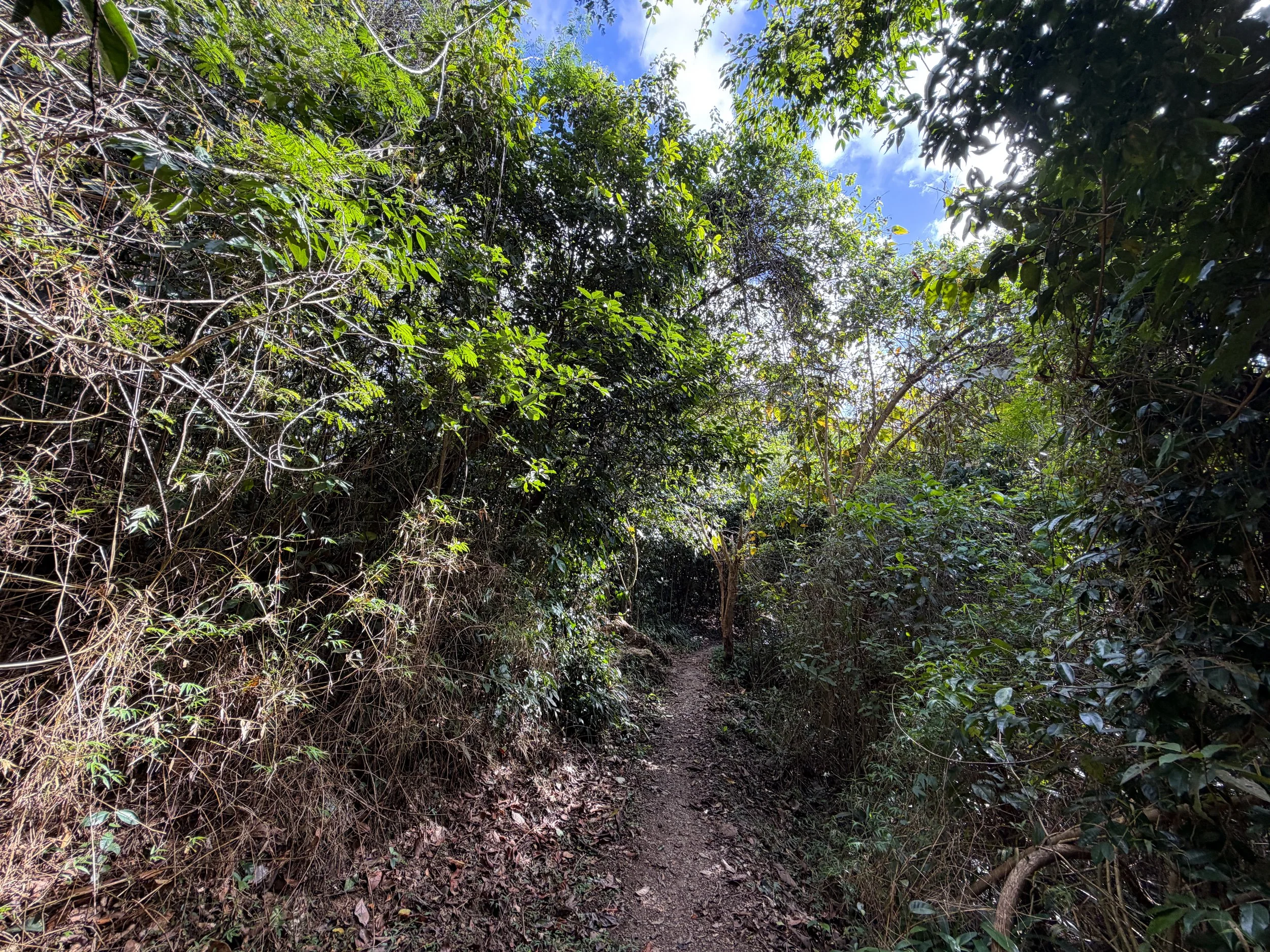 Cinnamon Bay Trail Virgin Islands National Park