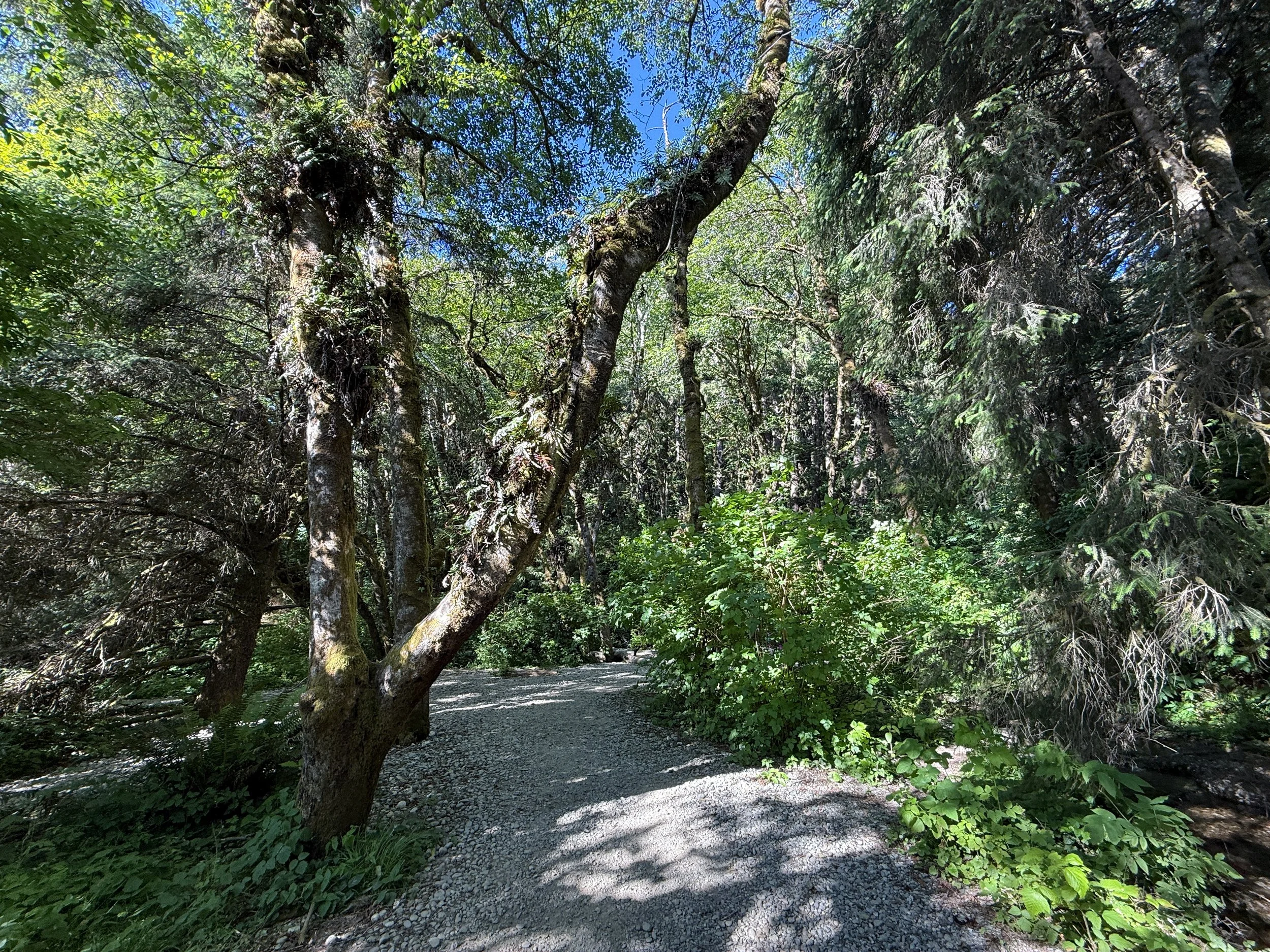 Fern Canyon Trail Prairie Creek Redwoods State Park California