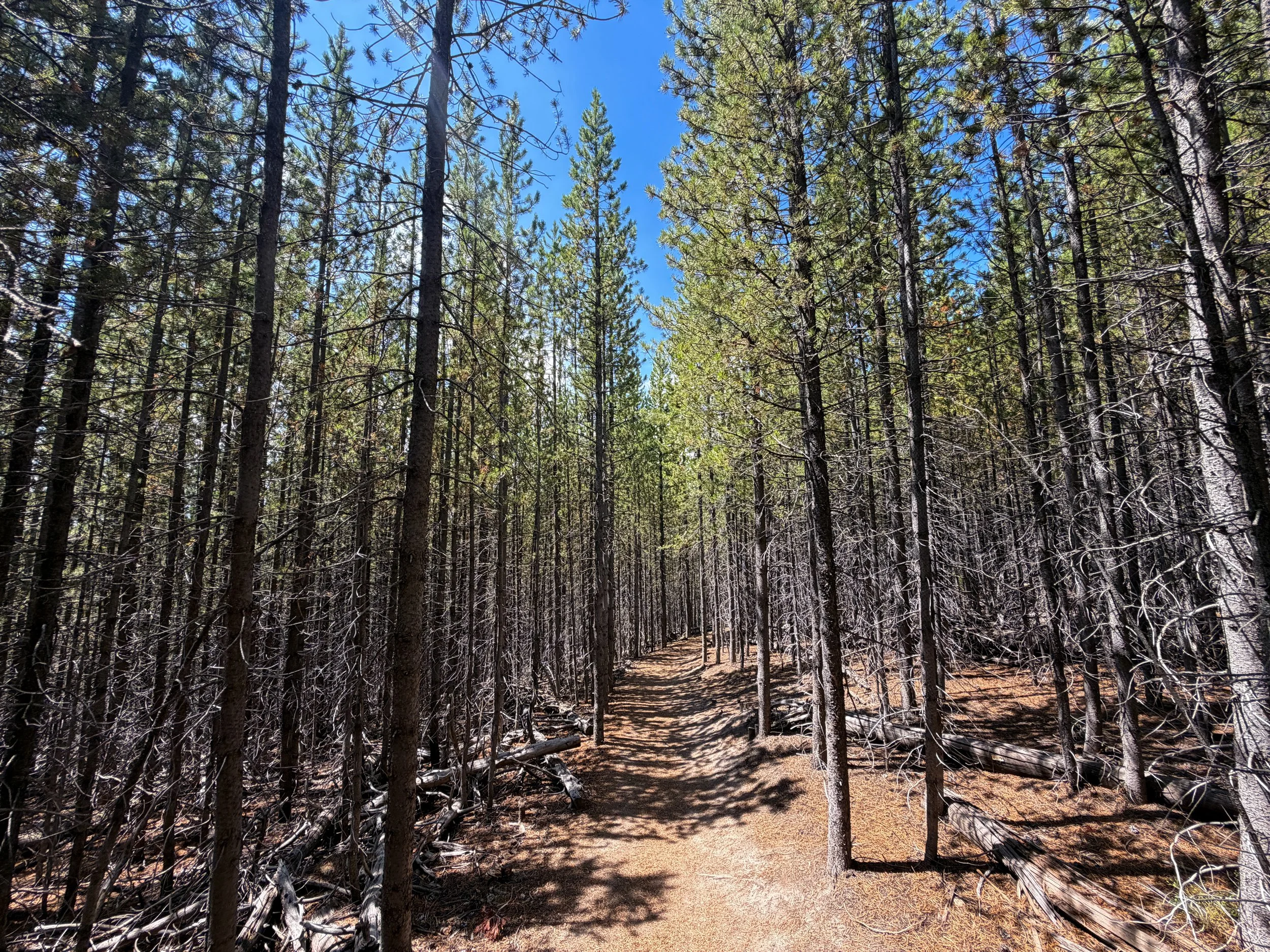 Duck Lake Trail Yellowstone National Park Wyoming