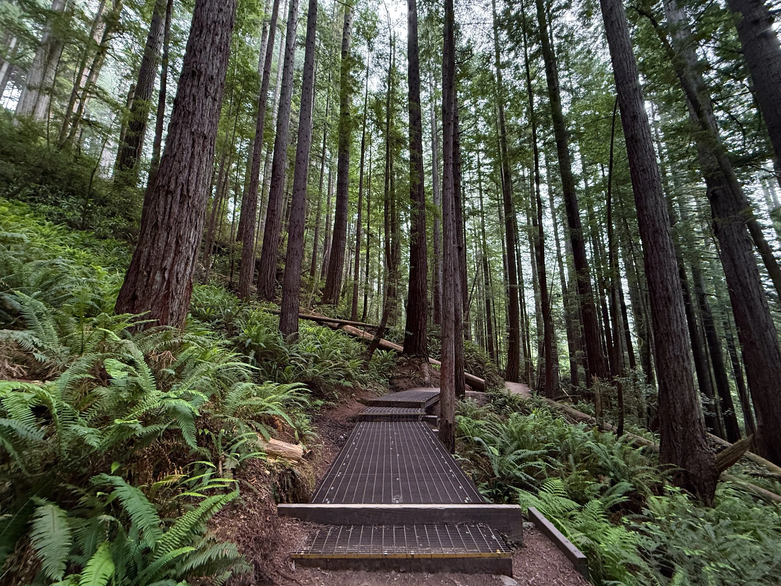 Grove of the Titans Trail Jedediah Smith Redwoods State Park California
