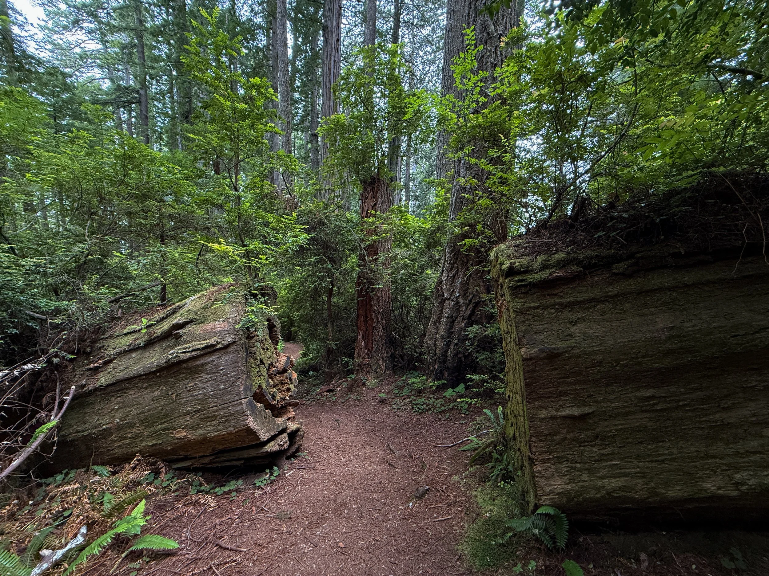 Damnation Creek Hike Del Norte Coast Redwoods State Park California