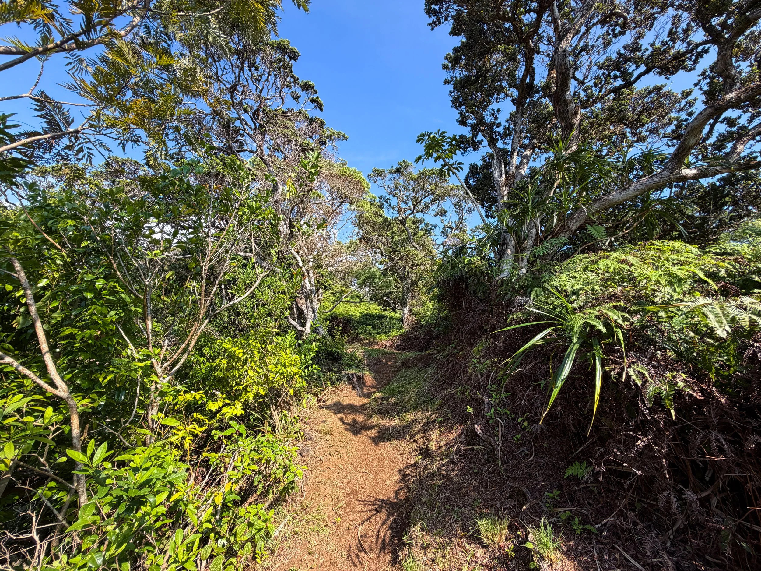 Nuuanu Trail Oahu Hawaii