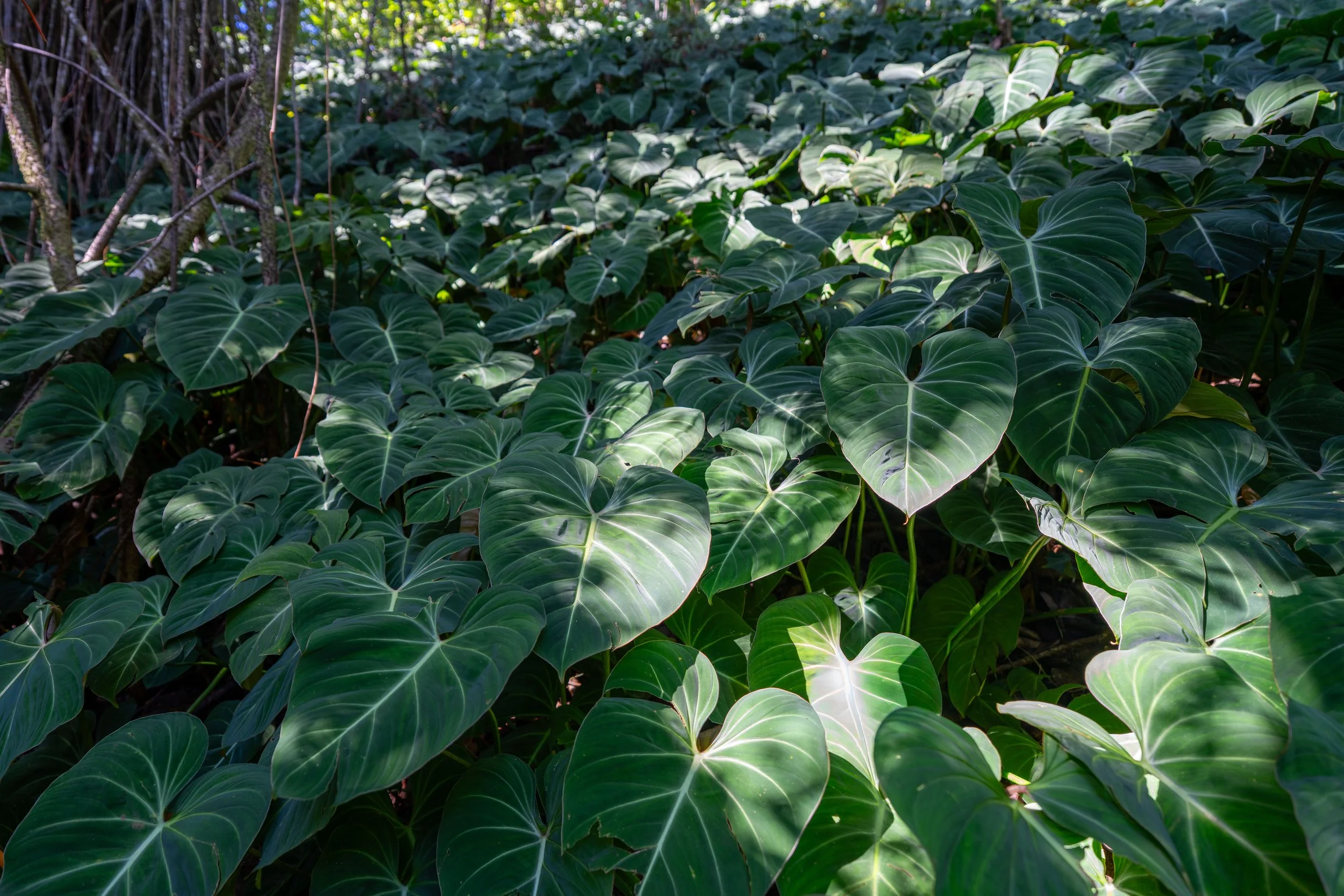 Aihualama Trail Oahu Hawaii