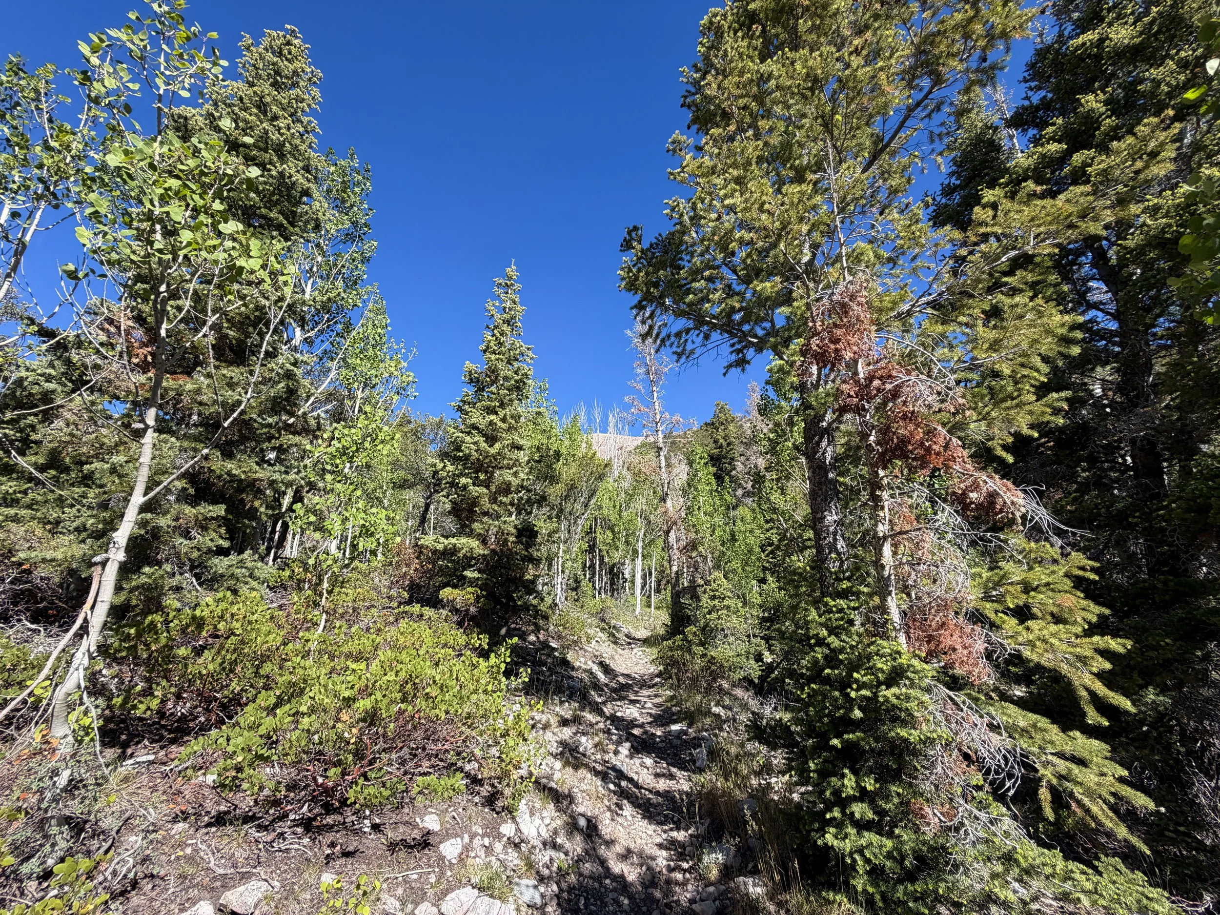 Baker Lake Trail Great Basin National Park Nevada