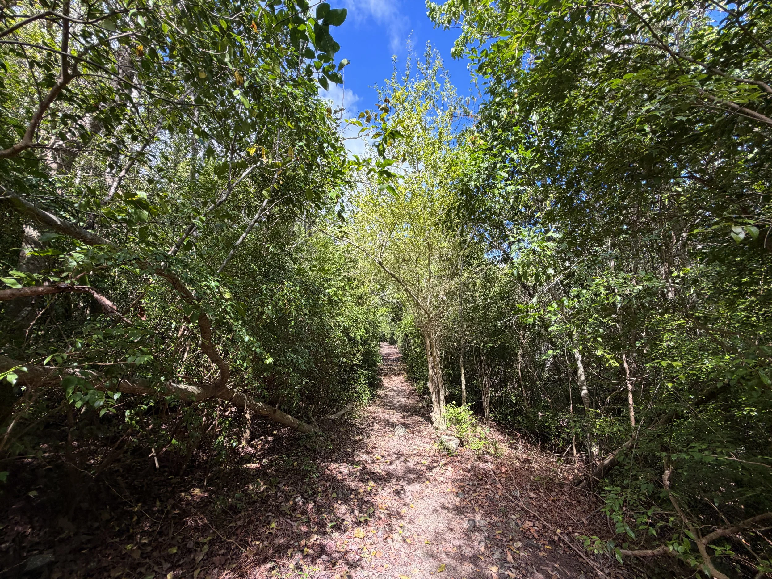 Brown Bay Trail Virgin Islands National Park